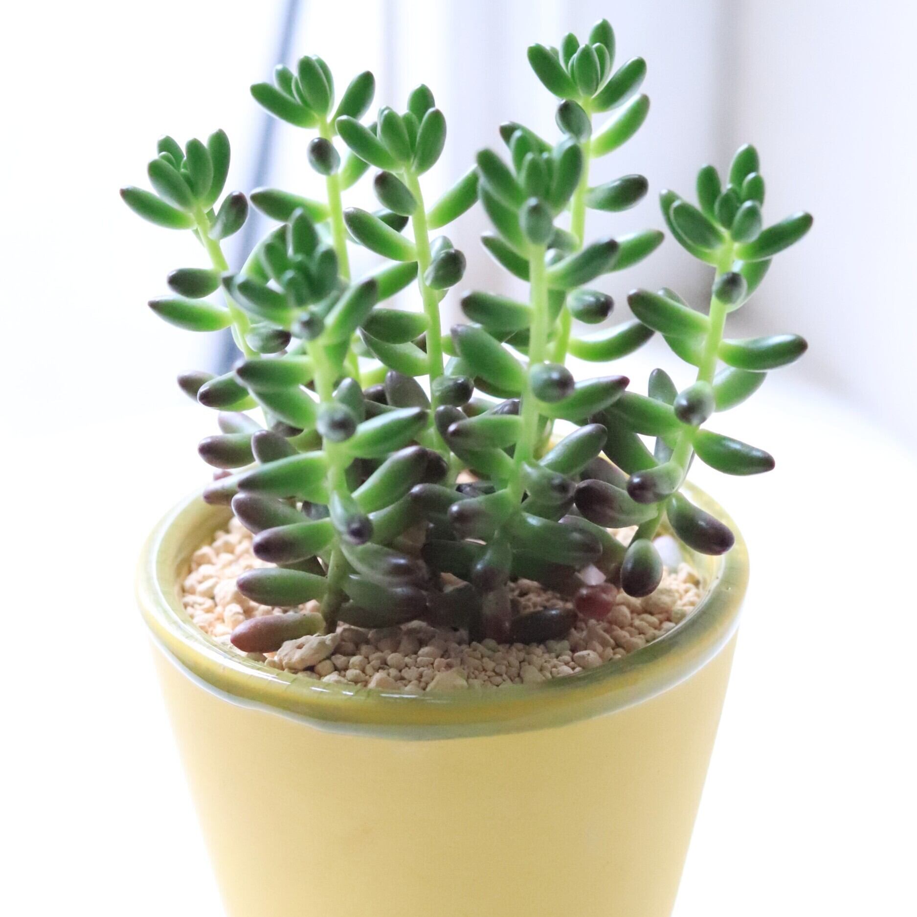グリーン・多肉植物】セダム レインボー | ジーフラットインテリア