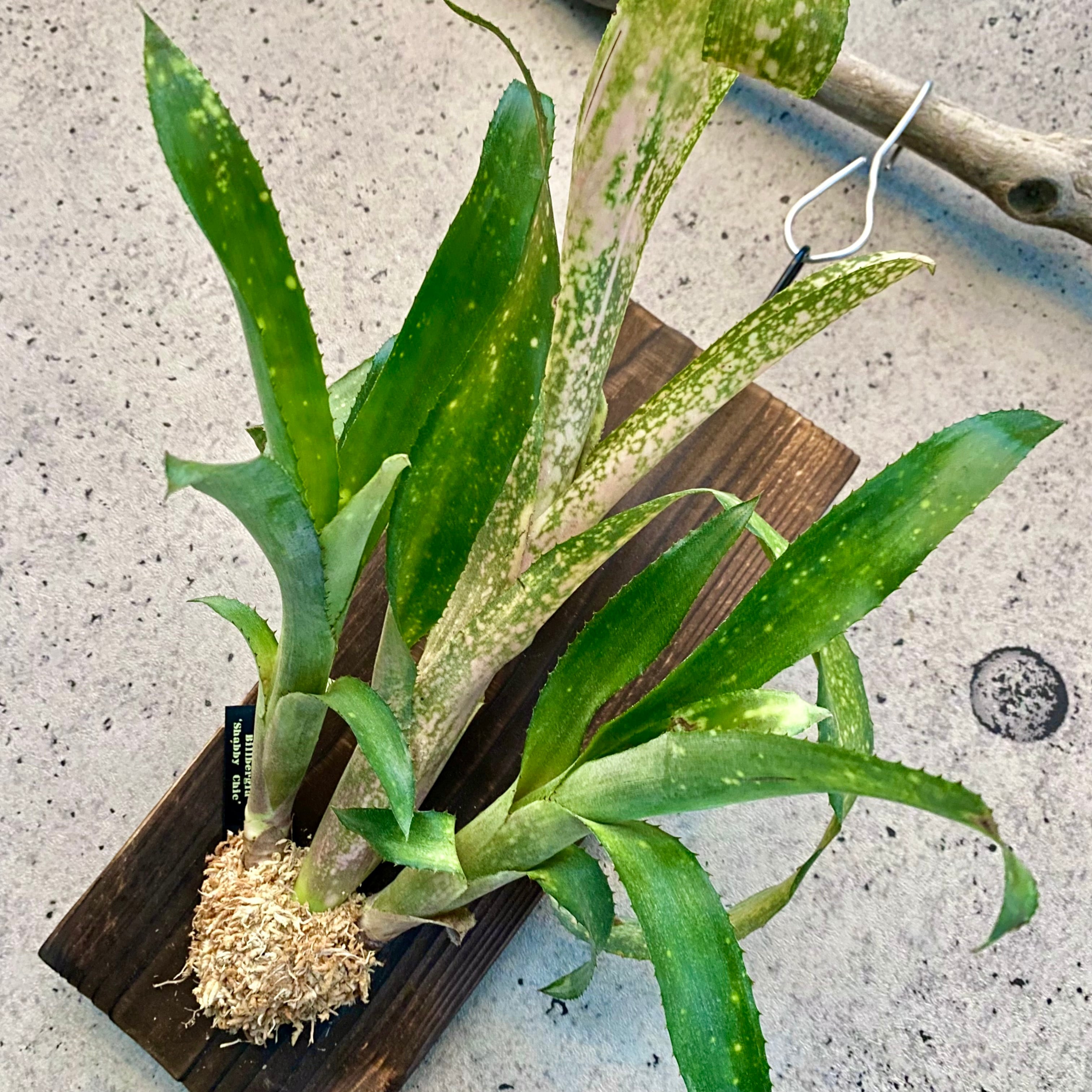 タンクブロメリア | Planet Plants プラネットプランツ
