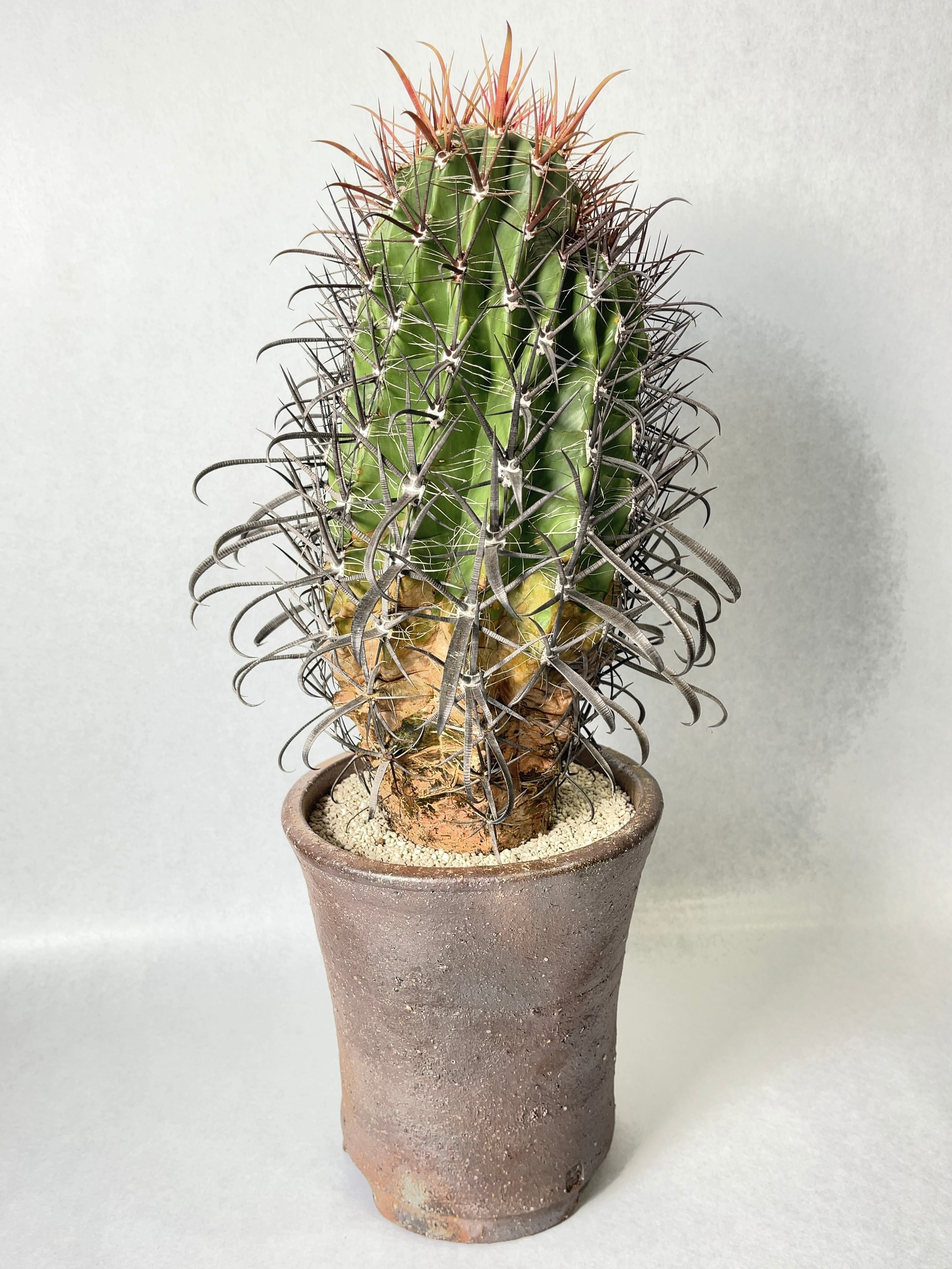 フェロカクタス・火剣峰 | trigger