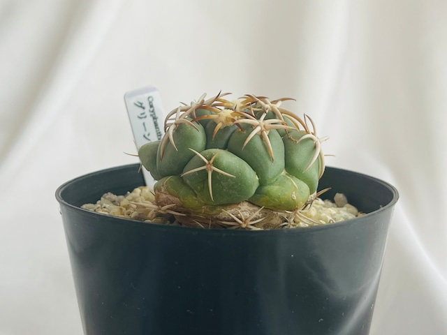 Coryphantha　コリファンタ　グリーンウッディ　サボテン