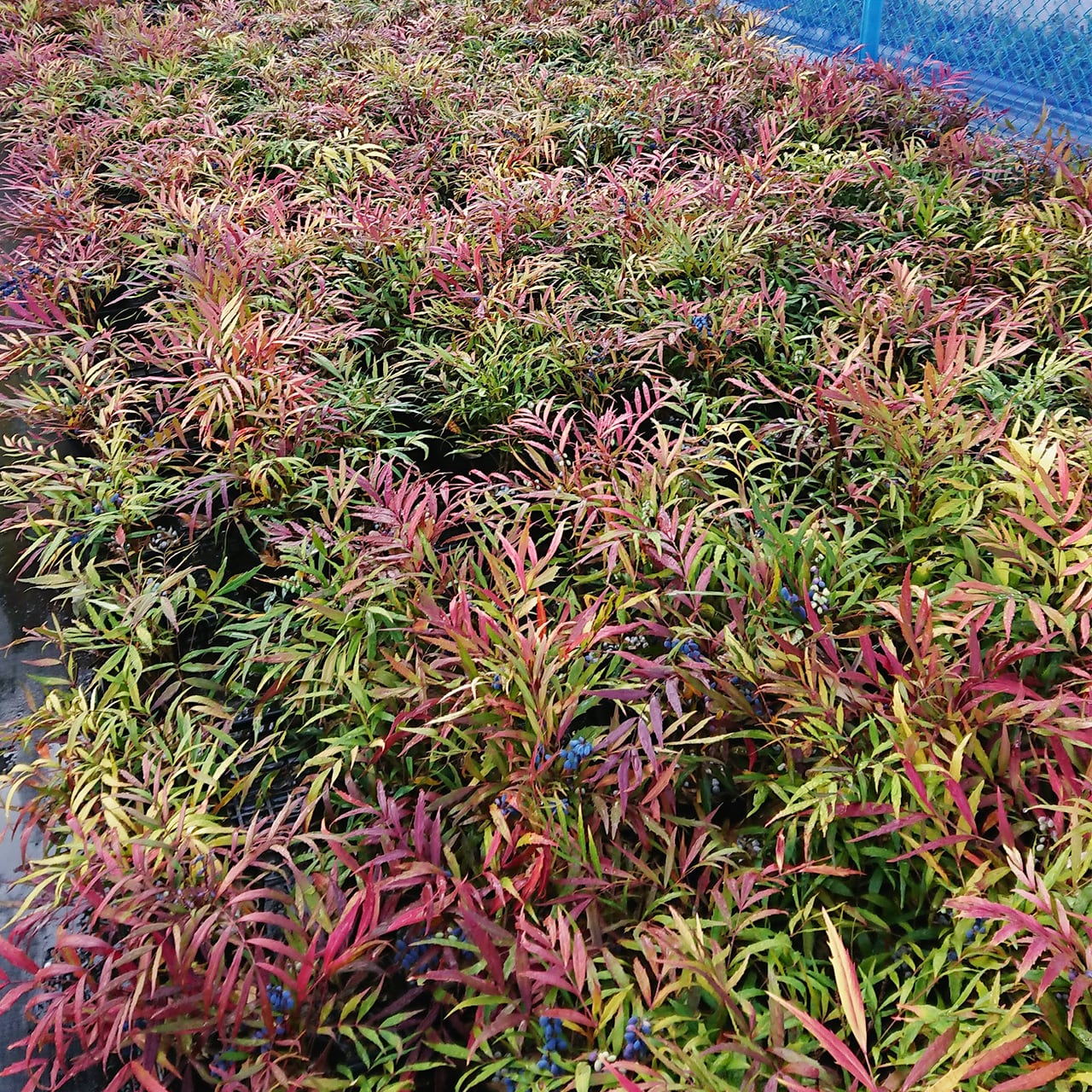 マホニアコンフューサ（15㎝ポット）