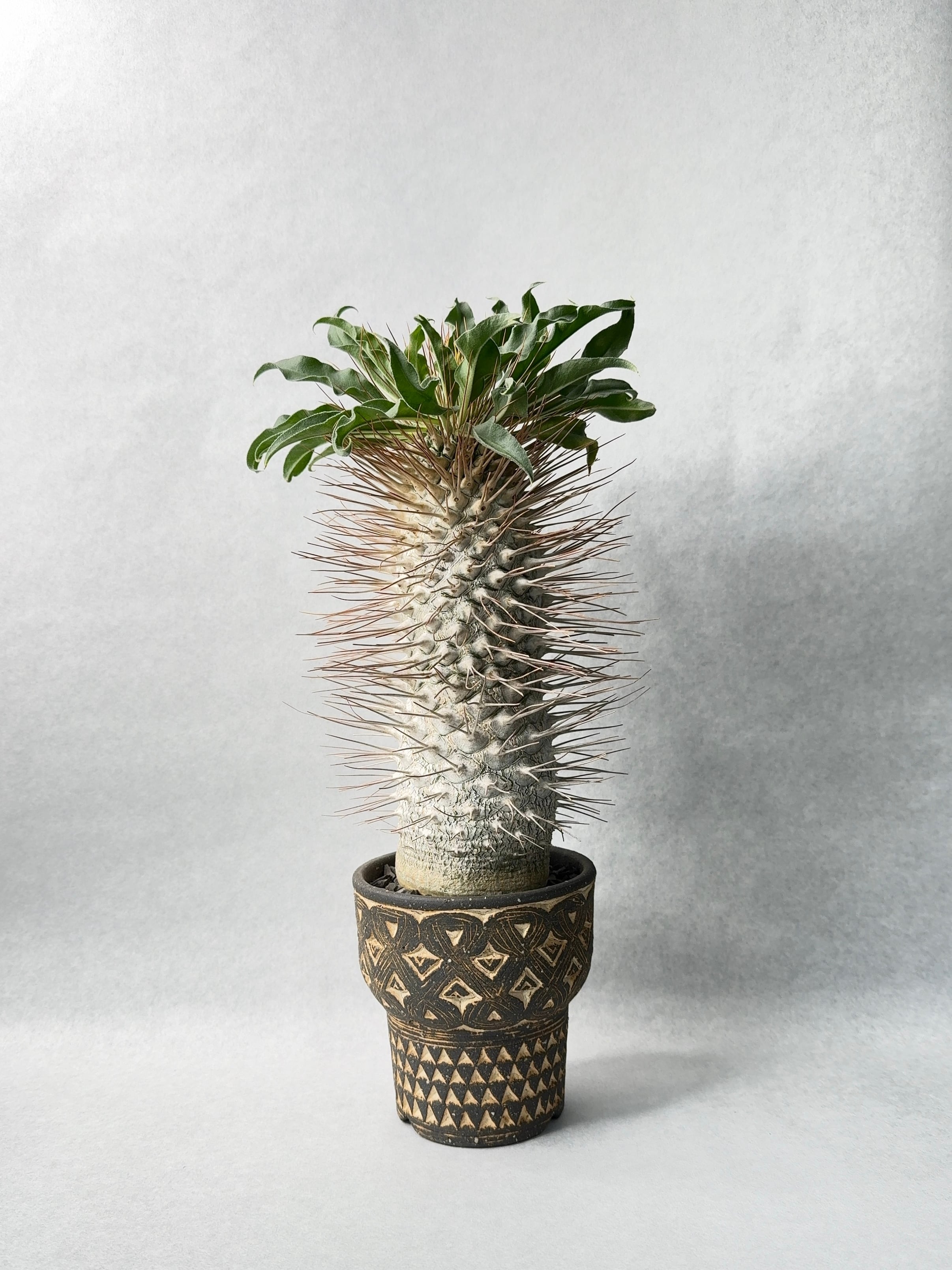 12da89d7091108387ab820e4d58e11