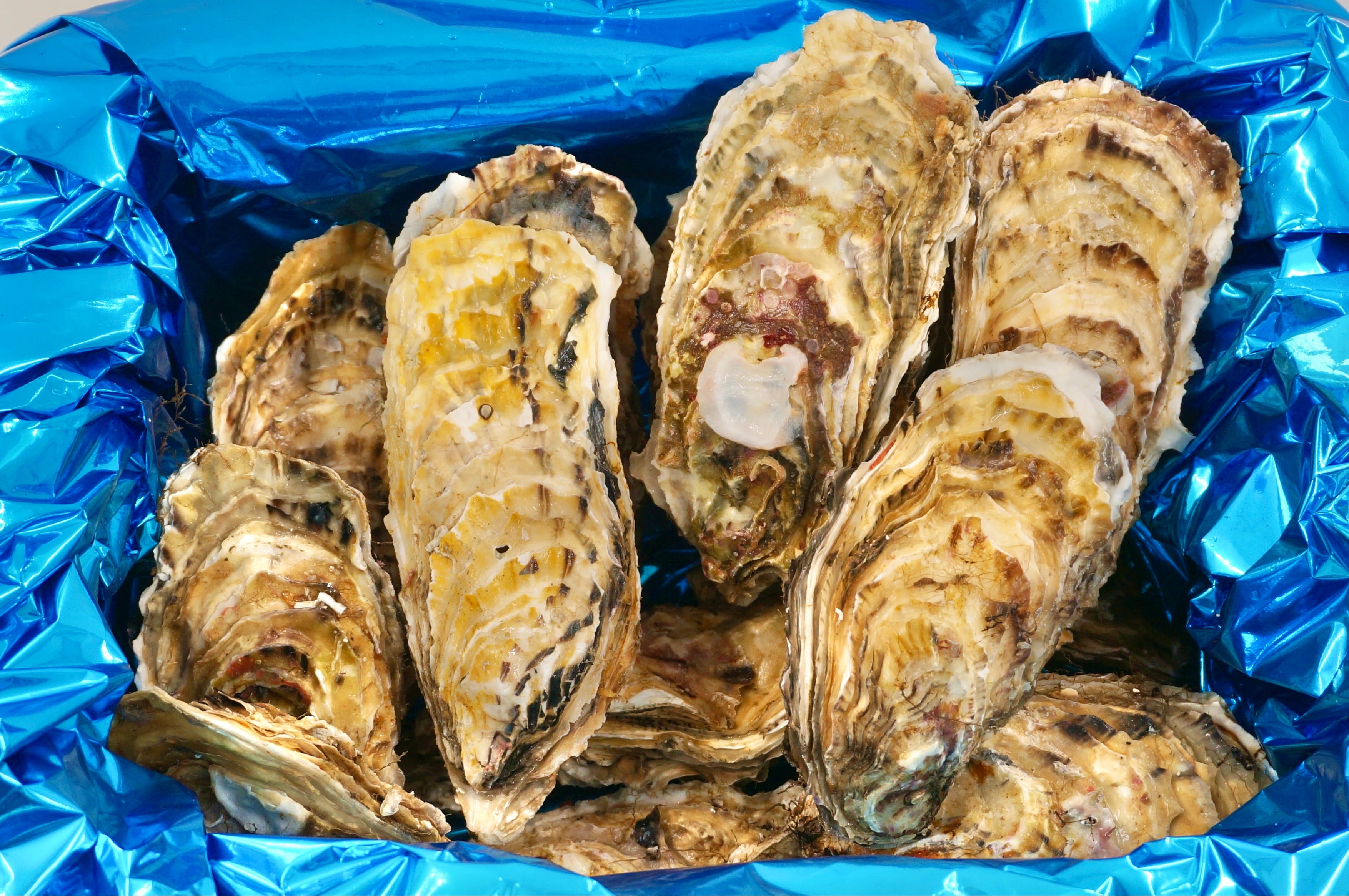 殻付き牡蠣（生食用）北海道仙鳳趾名産「昆布の森の牡蠣」<br> Lサイズ 小箱4.5Kg（約20個）1個→約200〜250g