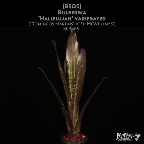 【送料無料】Billbergia 'Hallelujah' Variegated〔ビルベルギア〕現品発送B305