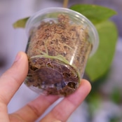 Anthurium kunayalense × A.zara Michelle / アンスリウム クナヤレンセ × ザラ ミシェル | 観葉植物