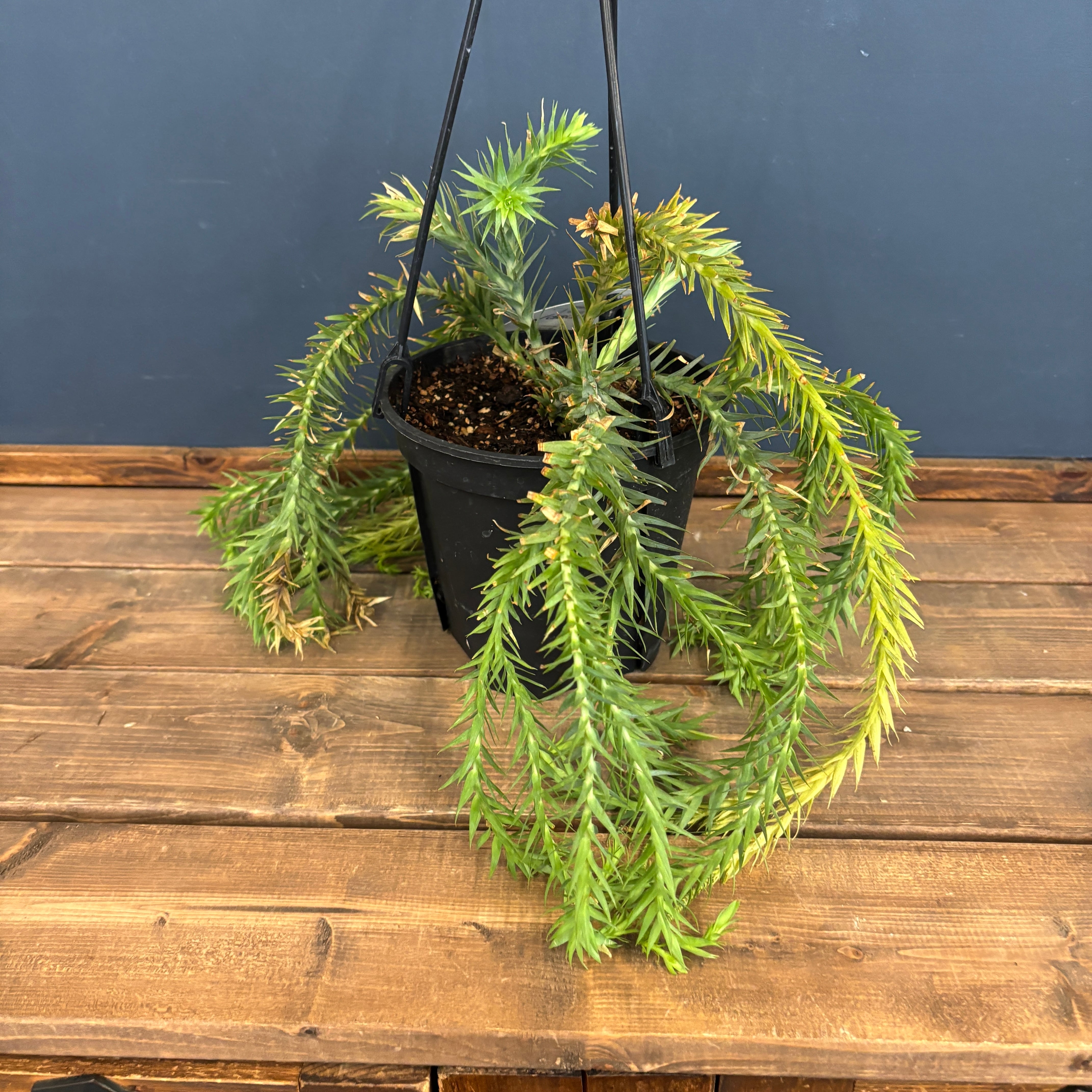 フペルジア ゴエベリーグリーン 大 美株 フペルジア グリーンゴエベリ Huperzia green goebelii 観葉植物