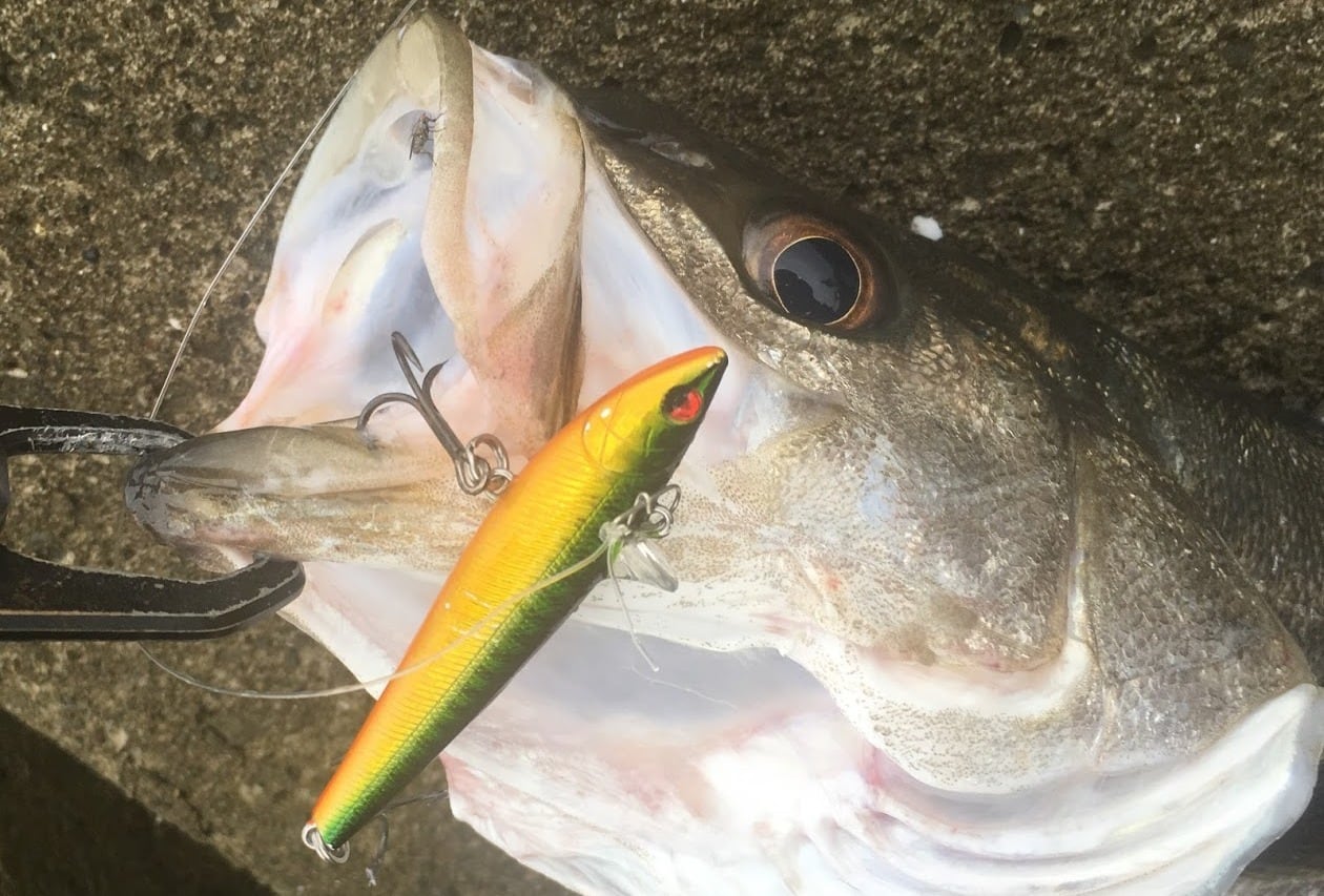 Rb-77S マットバナナチャート 4個セット | スーパーバリューフィッシング