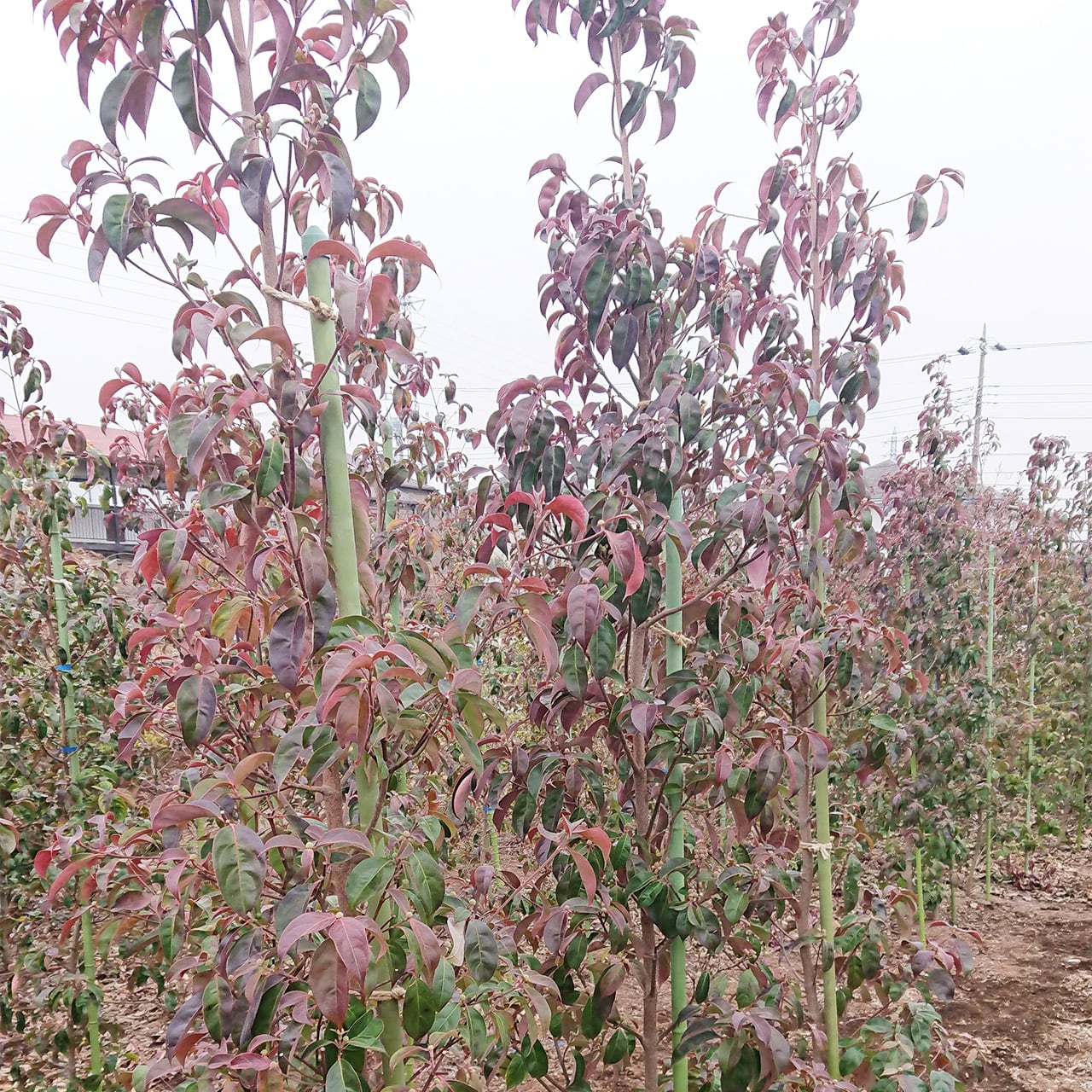 常緑ヤマボウシ（24㎝ポット / 地植え） | 連大植木