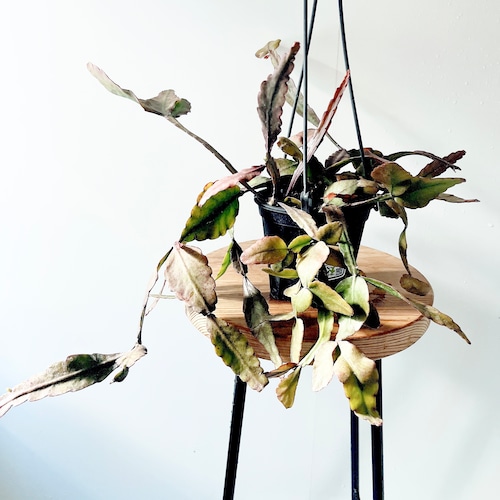 リプサリス・エリプティカ＊揺れる葉 ハンギンググリーン calm cafe