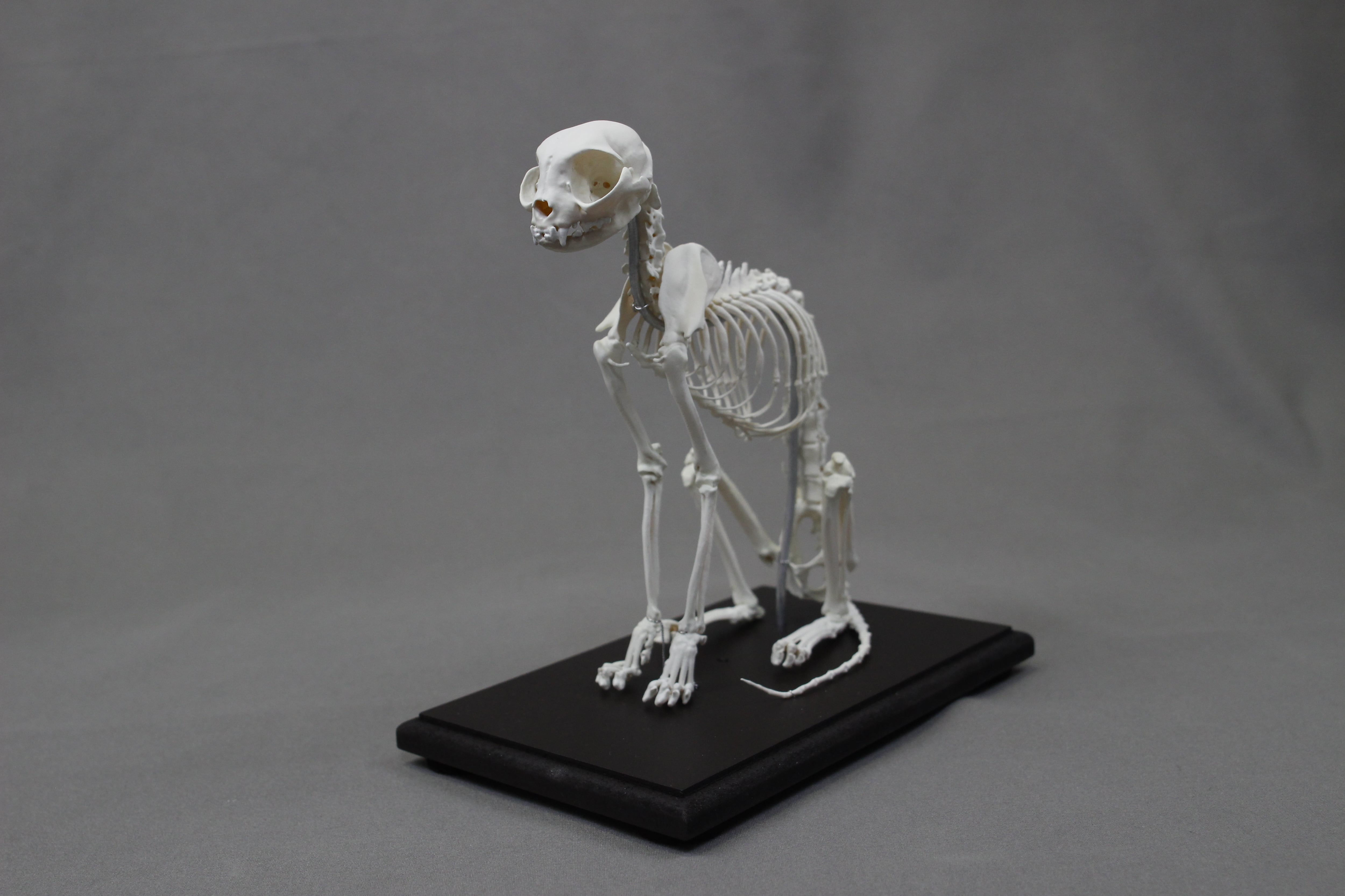 アンフィ合同会社