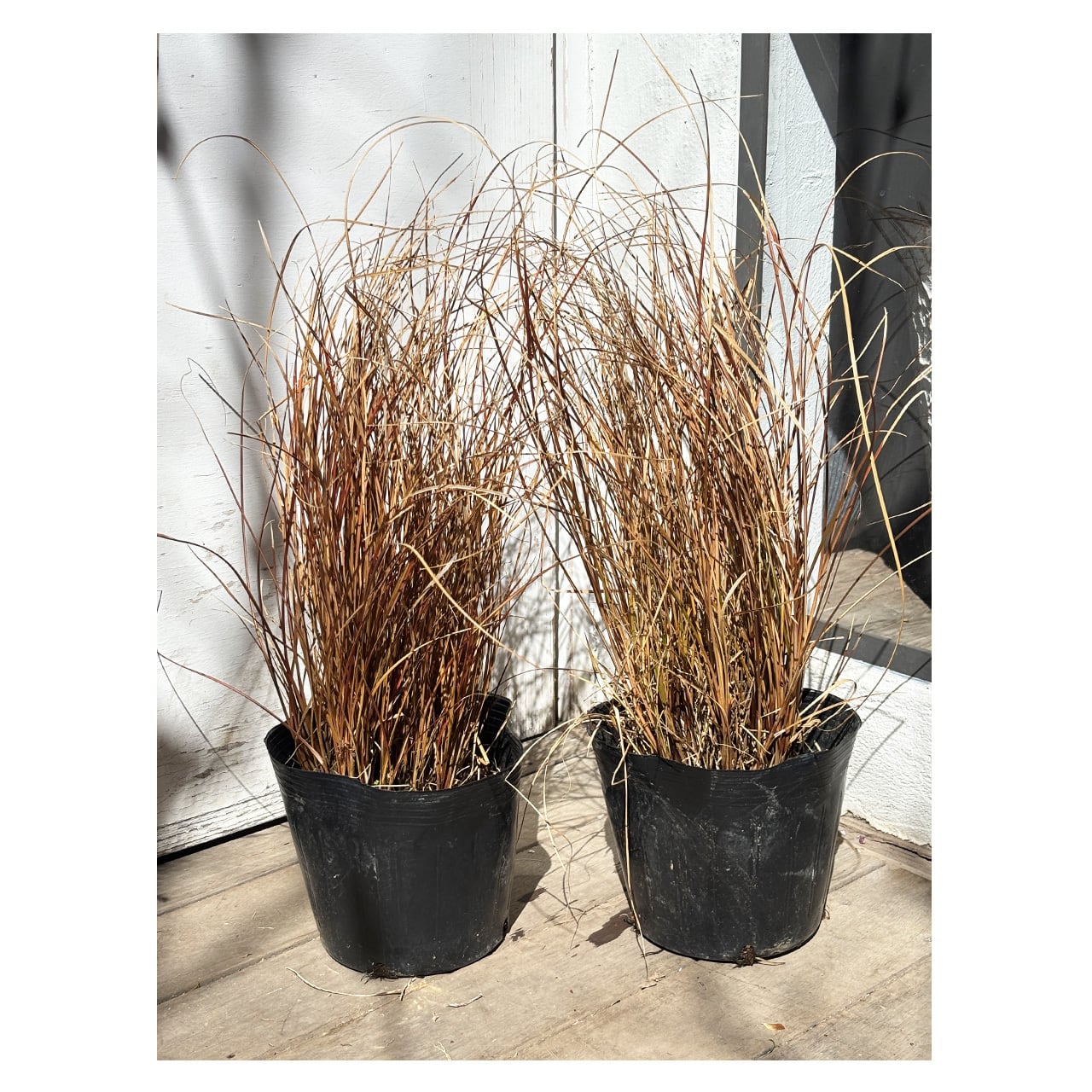 Carex tenuiculmis | Seeding