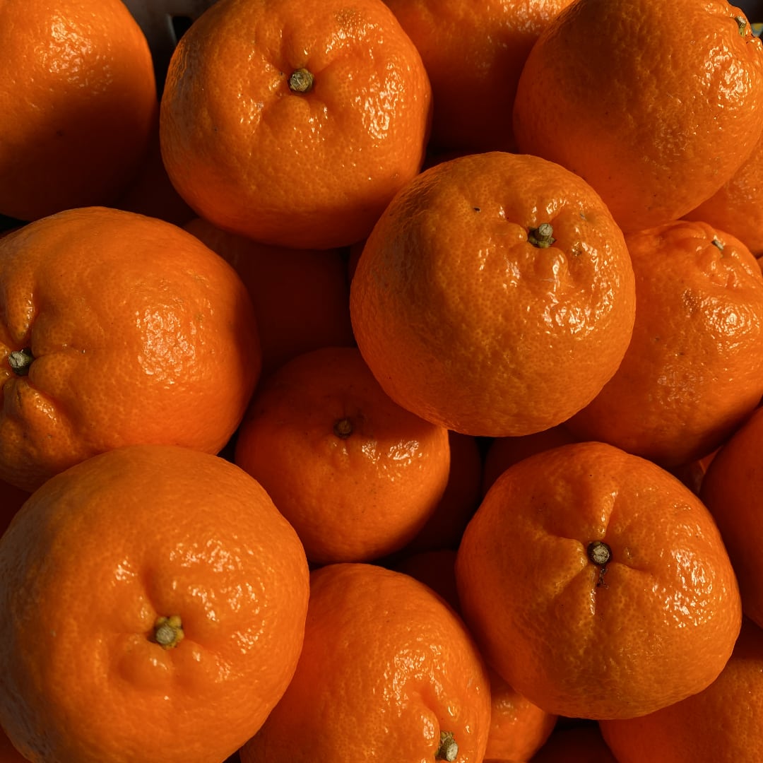 ポンカン ご家庭用【5kg】送料無料