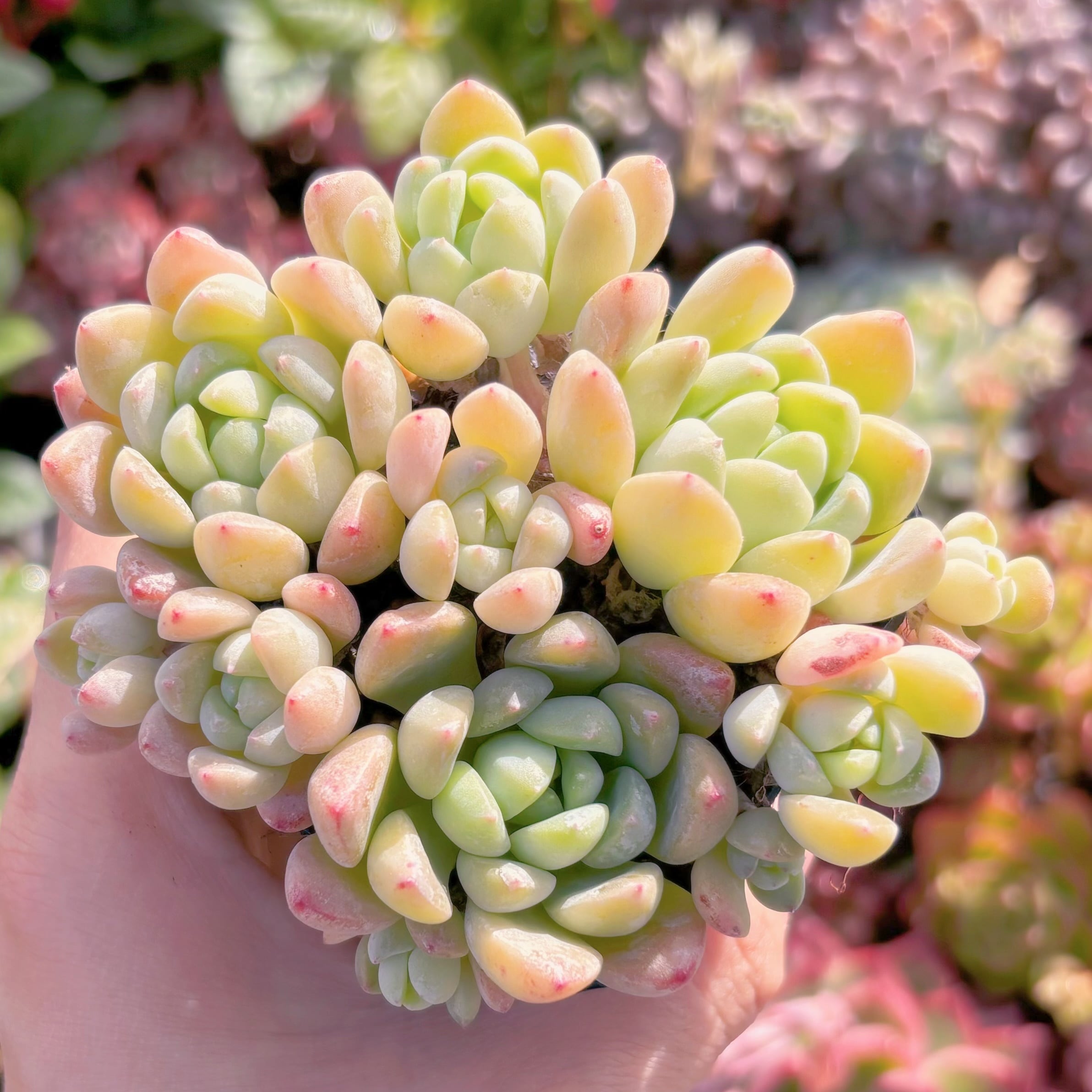 現品　玉環#1005    古株   るる農園