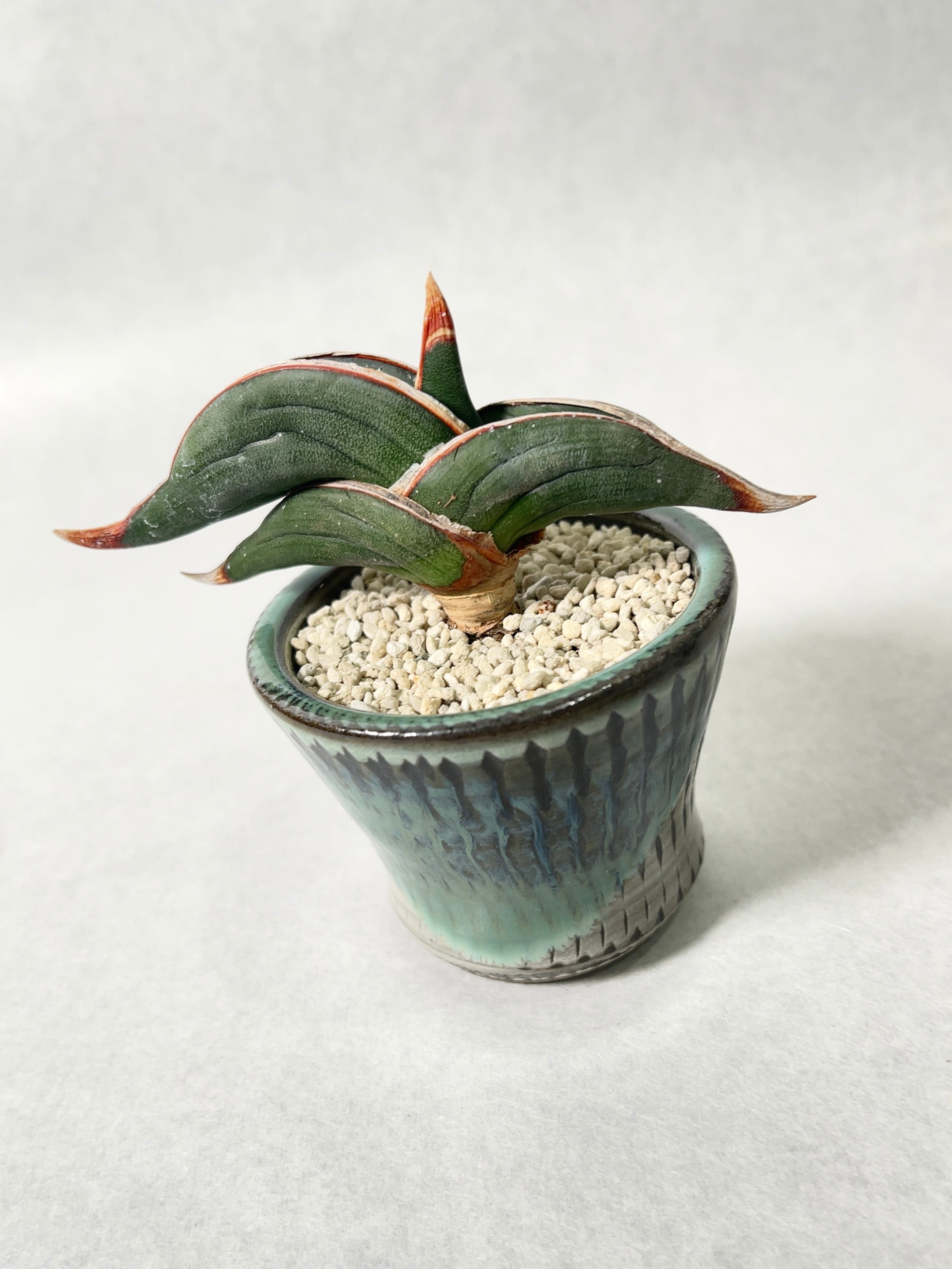 サンセベリア・ロリダ | trigger