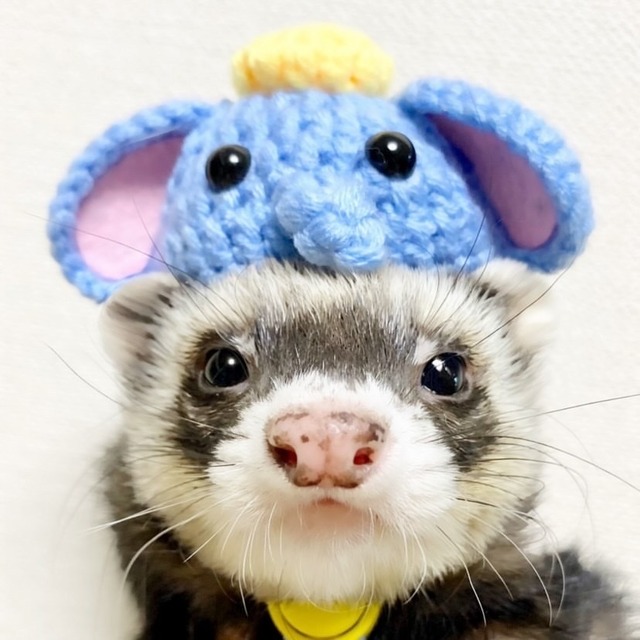 ぞう 編み物帽子