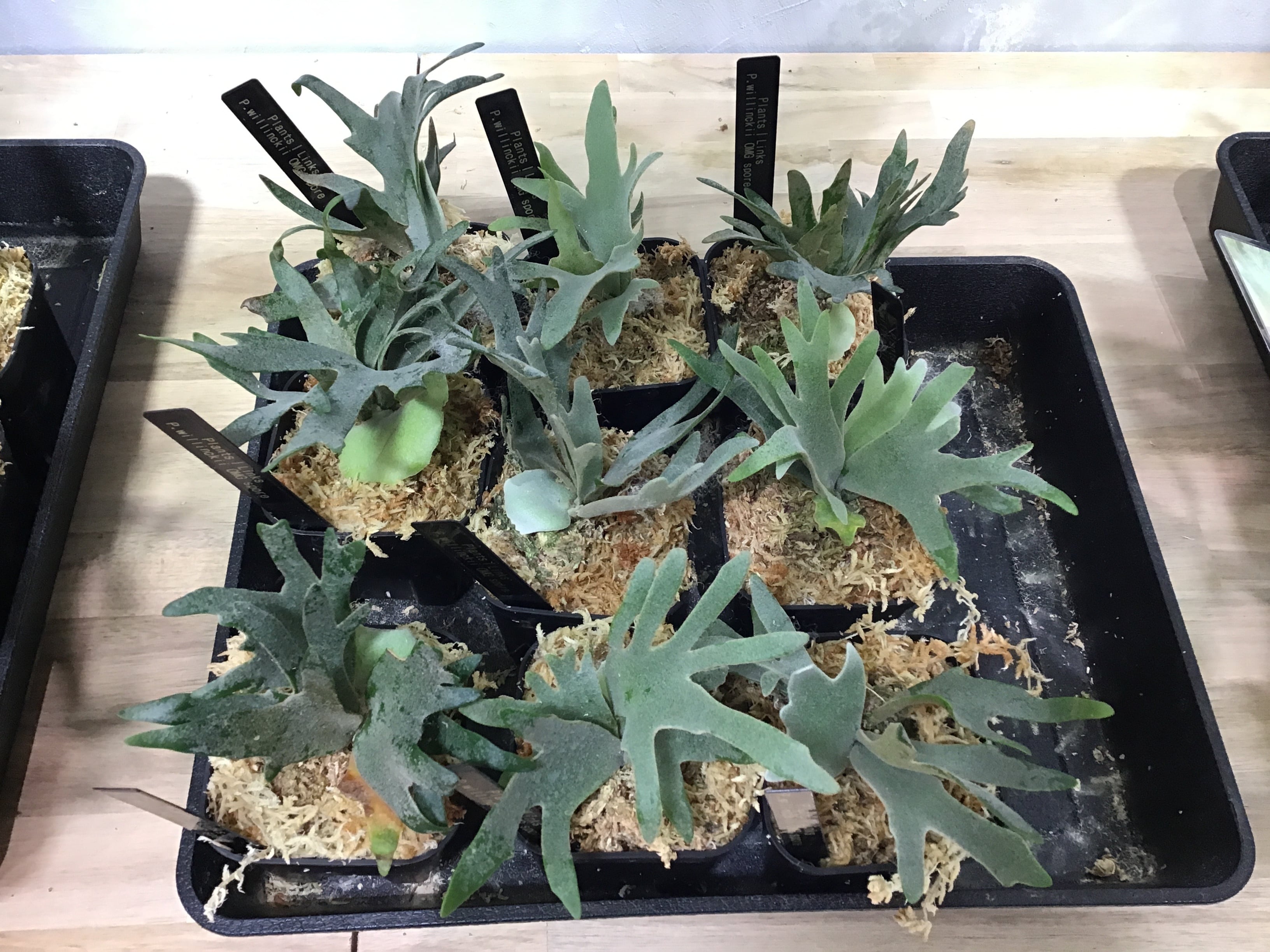 ALL ITEM | Plants.Links