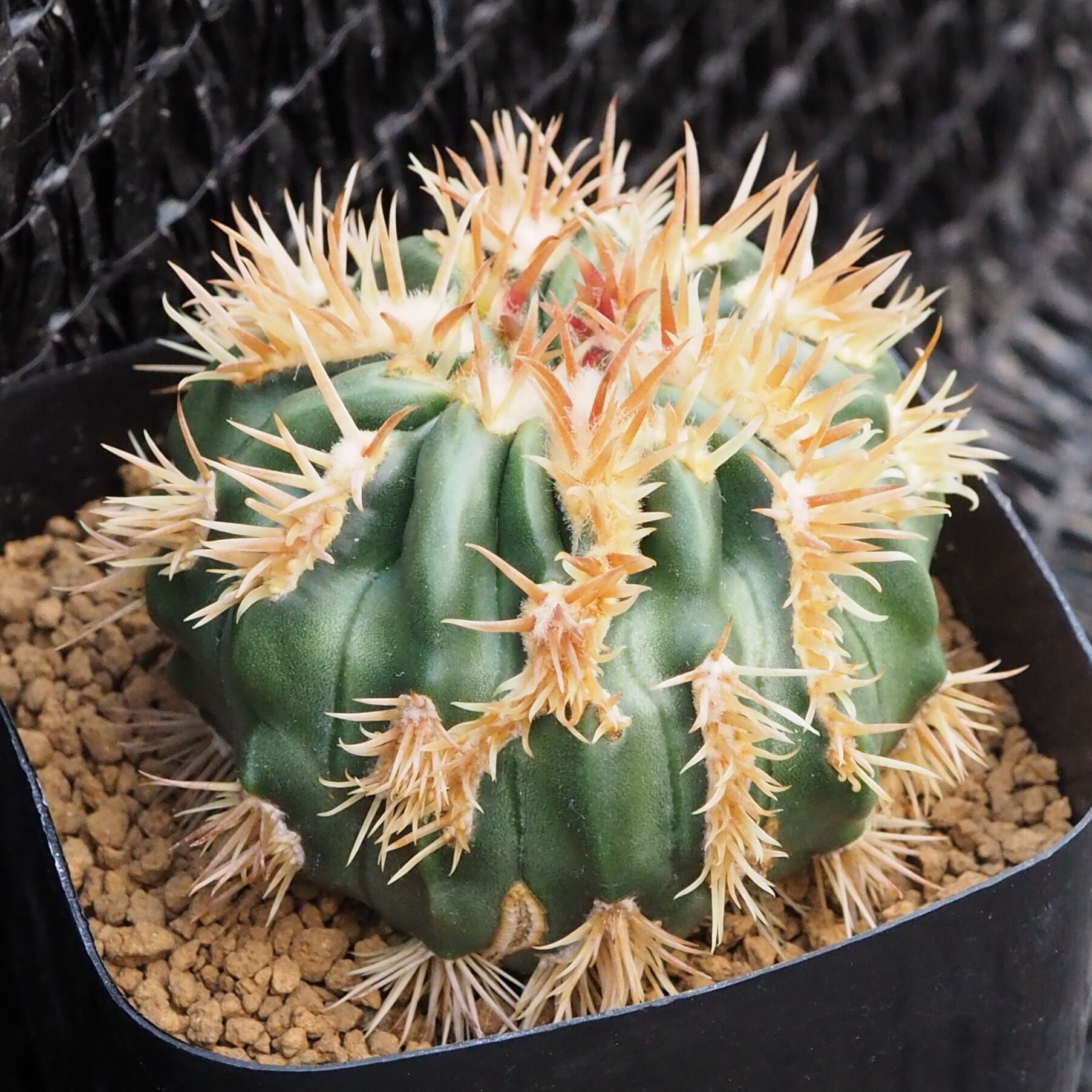 綾波武蔵モンスト • 実生 綾波モンスト Echinocactus texensis f. monst. 実生 エキノカクタス属