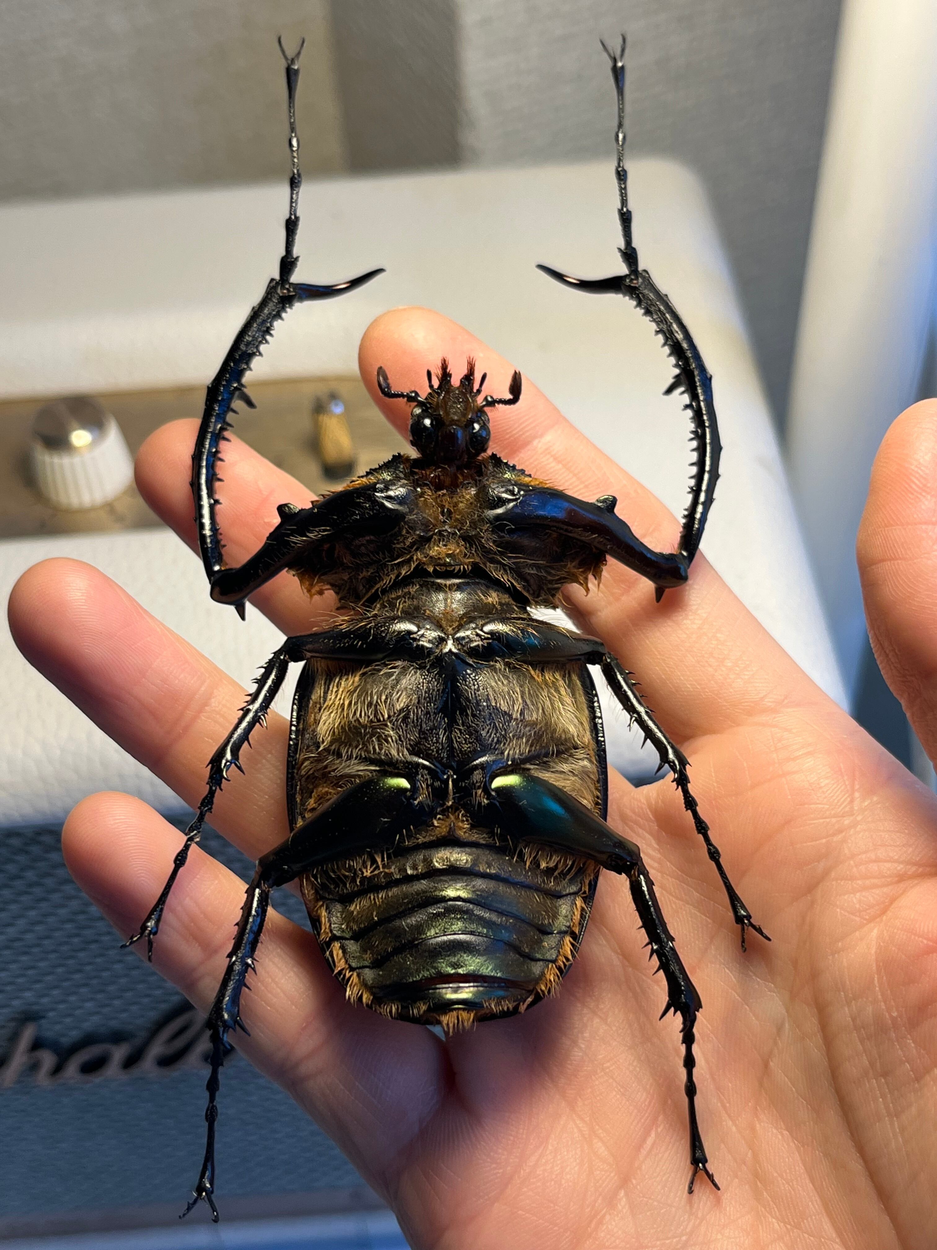 73mm】ヤンソニーテナガコガネ カメムシサシガメ甲虫昆虫標本ハムシ