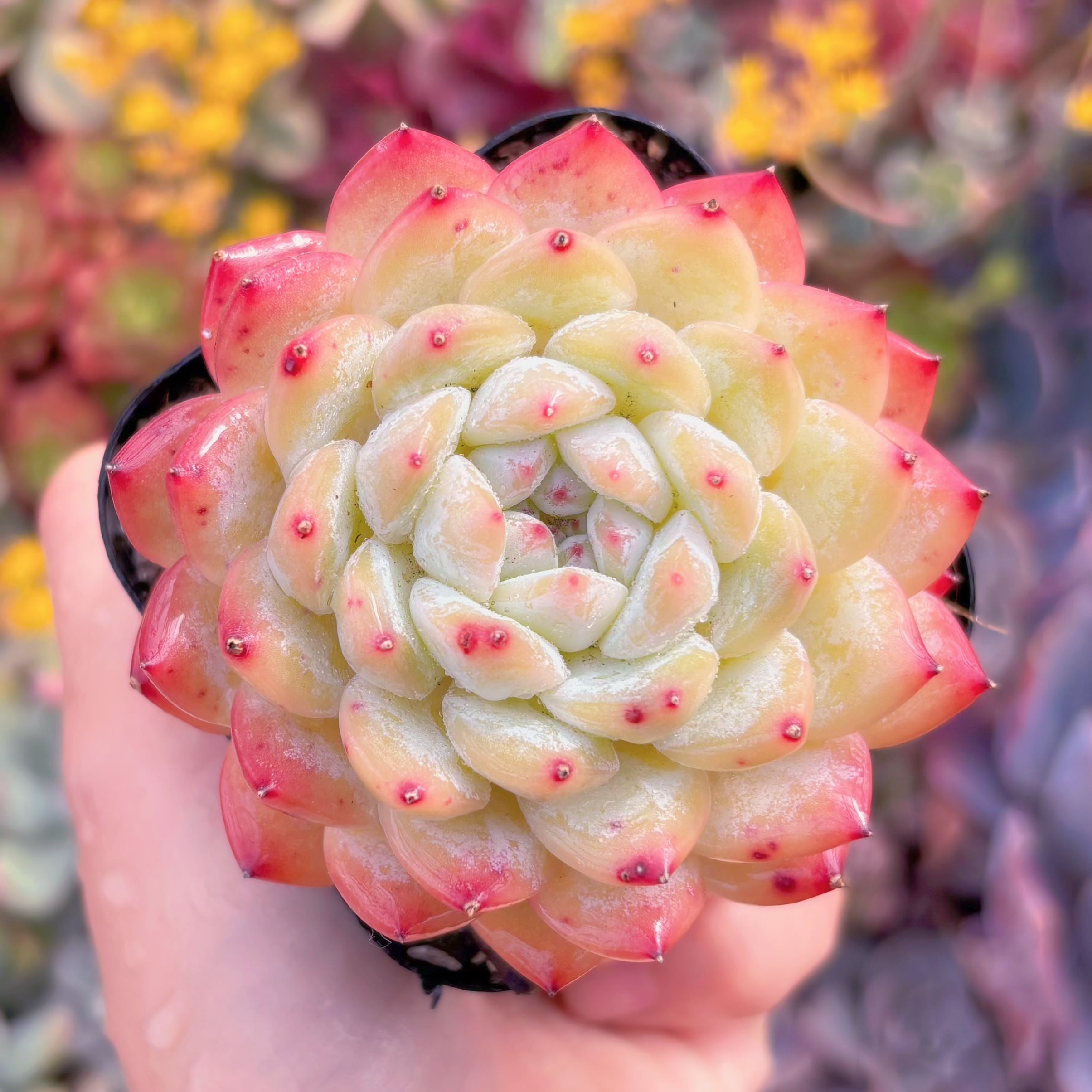 現品　紅袖#A090　るる農園