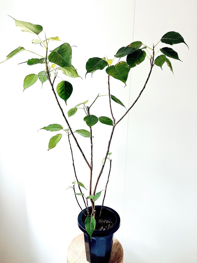 インドボダイジュ 希少 フィカス レリジオーサ  観葉植物 calm cafe