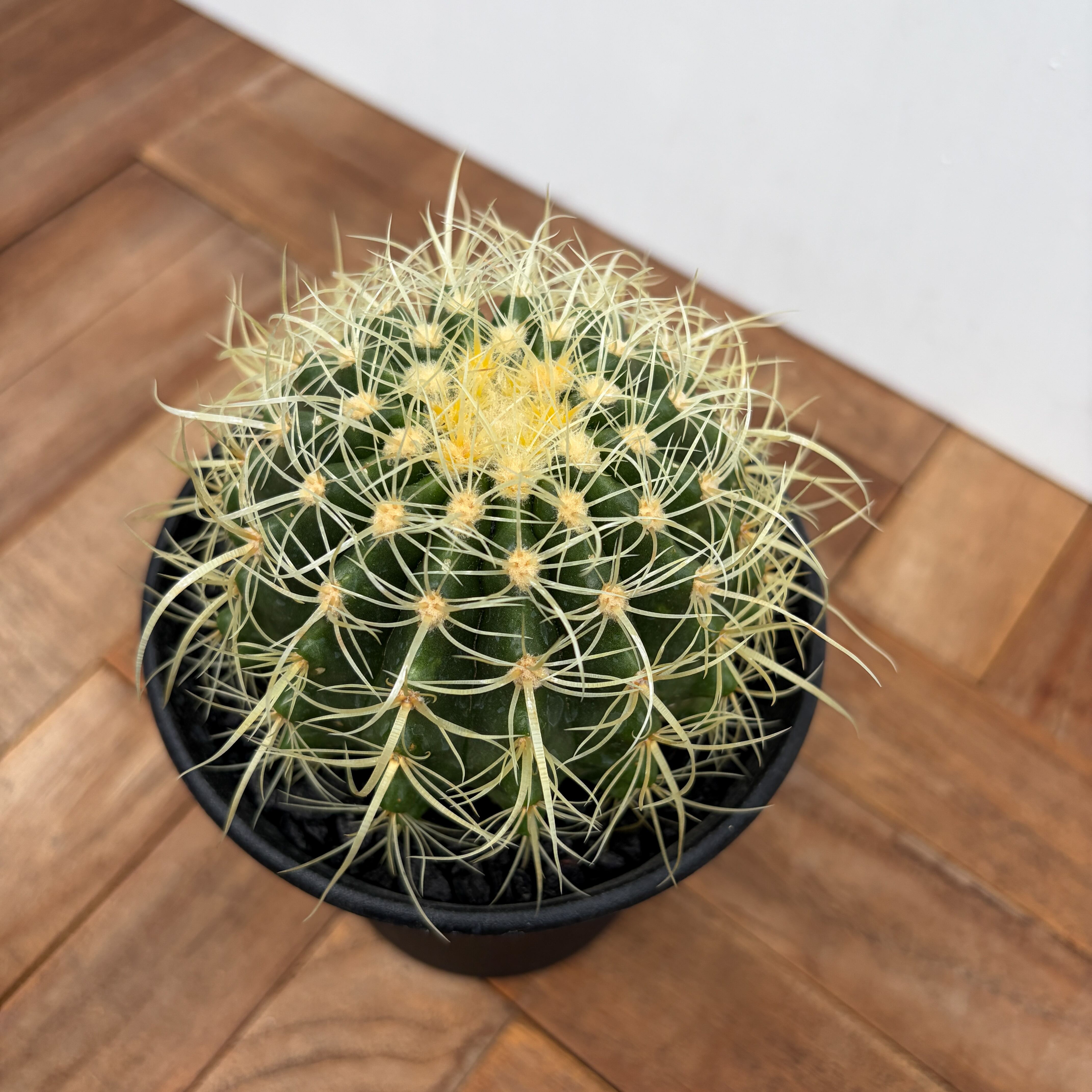 Echinocactus grusonii 【エキノカクタス・パーマネント金鯱