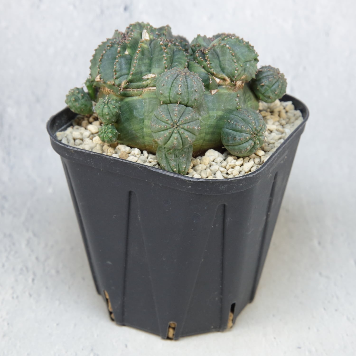 超厳選株】大株 最大幅約9.6cm 仔吹き 円扇綴化 オベサ