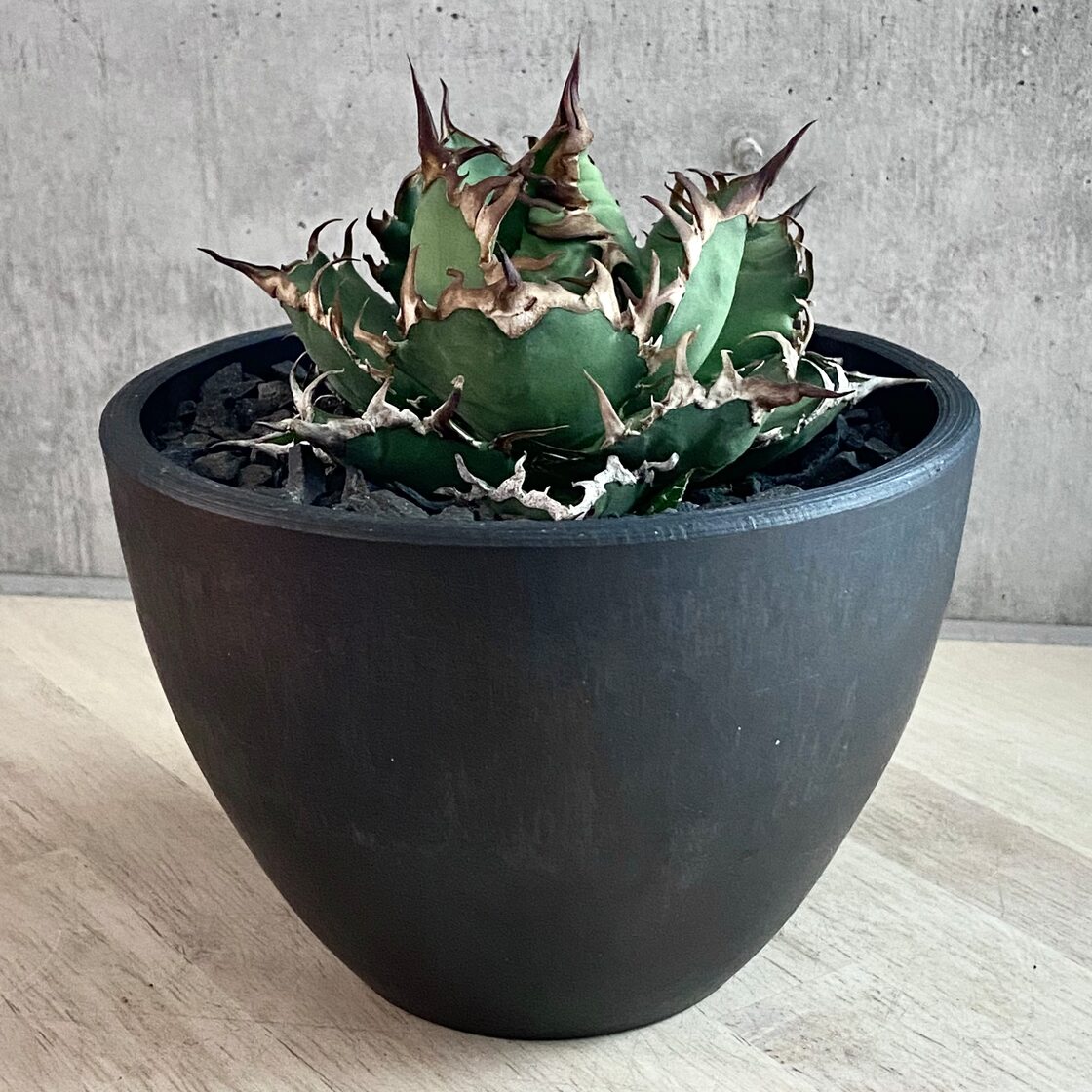 agave titanota fo-076 caesar /アガベ チタノタ fo-076 シーザー  