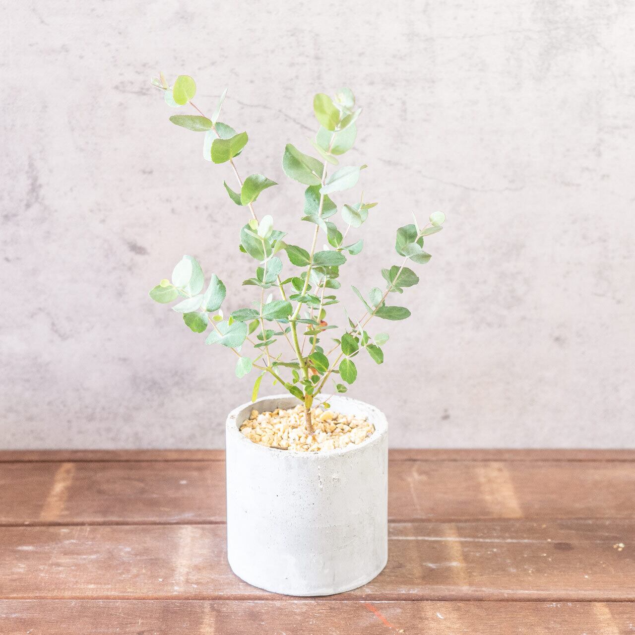 【形にこだわり抜いた】一株ごとの厳選仕入れで見つけた、美しいユーカリ・グニー。無機質な手づくりモルタル鉢との対比が際立つ一品|虫発生抑制|送料全国一律850円