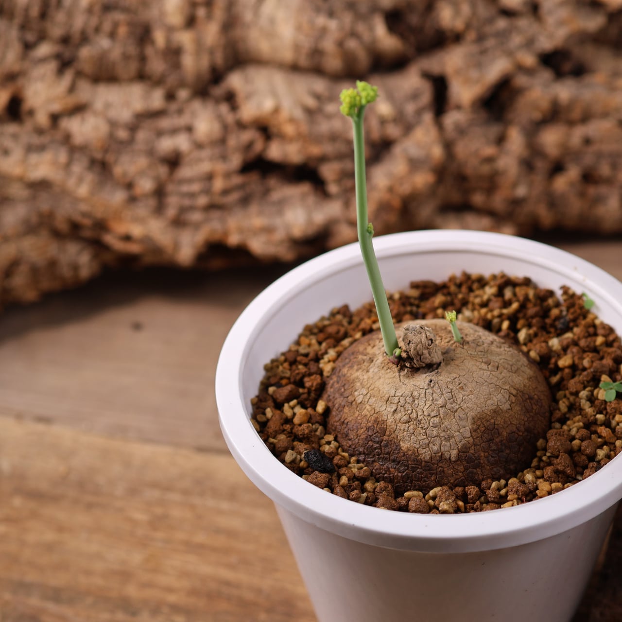 728『ステファニア エレクタ』 観葉植物【送料無料】 | MARX PLANTS