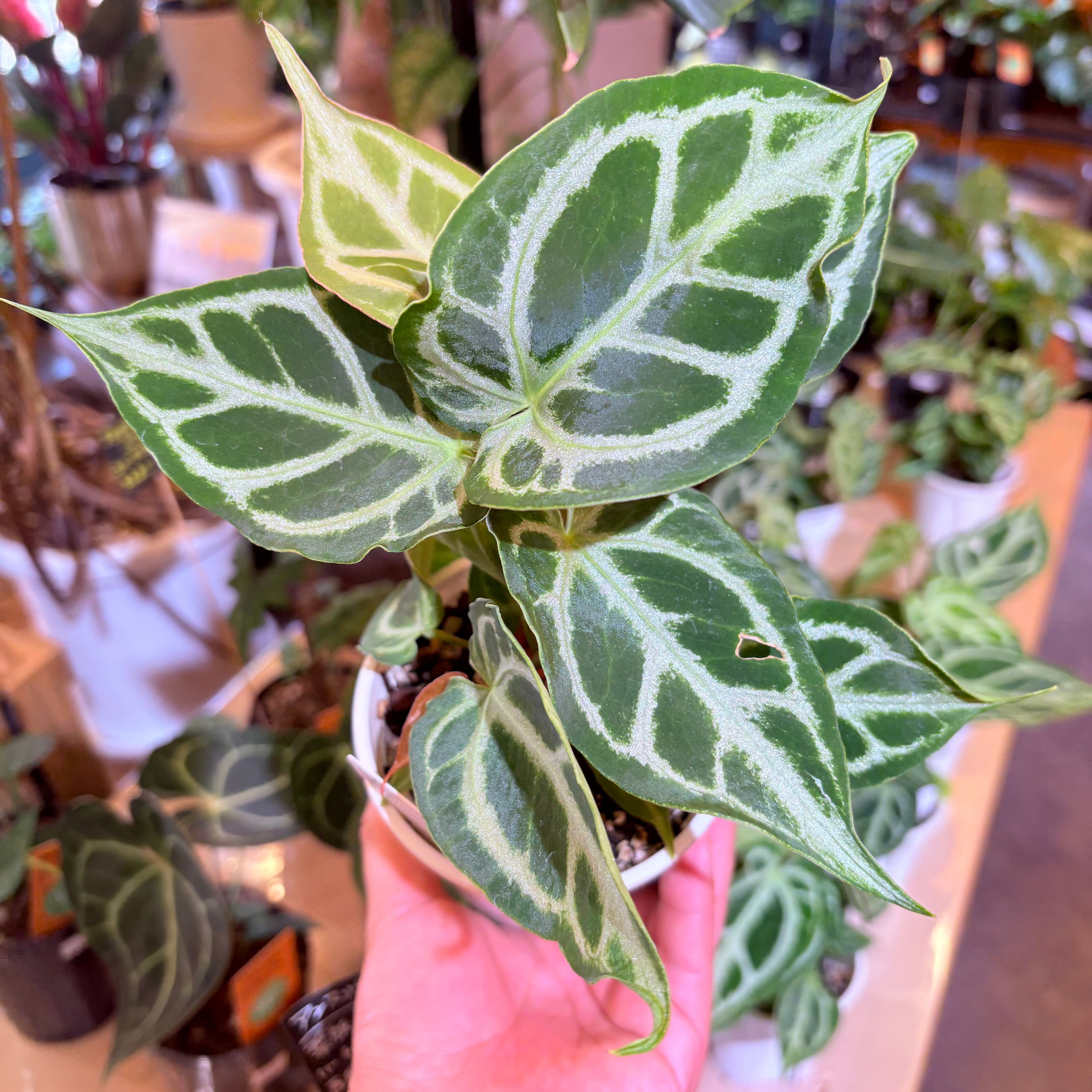 アンスリウム クリスタリナム 3号 | Green Vibes 宇都宮市の観葉植物専門店