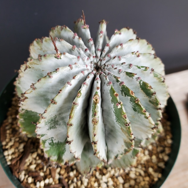 【白衣タイプ 97mm】メス株 Euphorbia horrida ユーフォルビア ホリダ