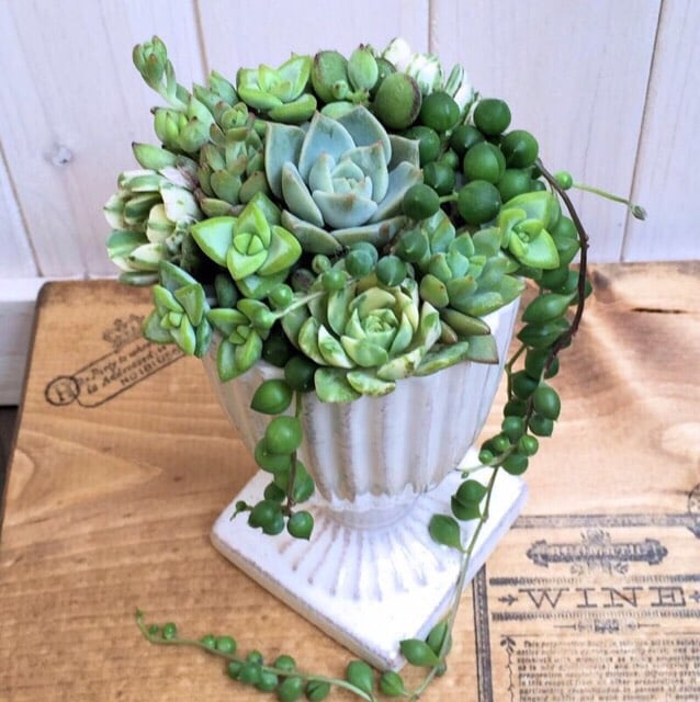 Tevaplanter 多肉植物とシダのアレンジメント Tevaplanter 多肉植物とシダのアレンジメント プランテプランテの多肉