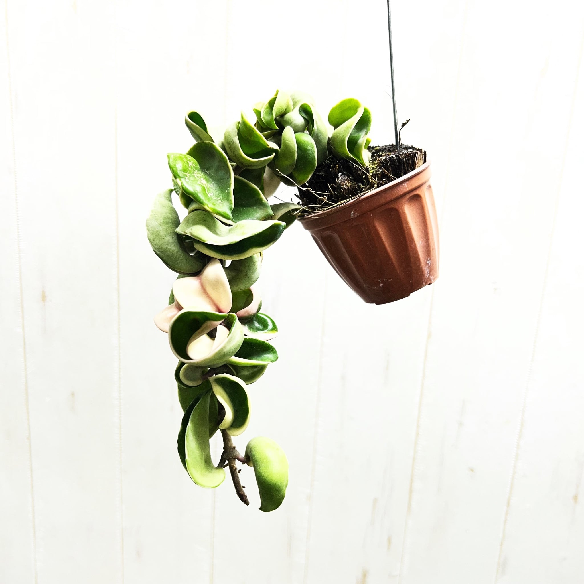 PLANTS SHOP OLIVE