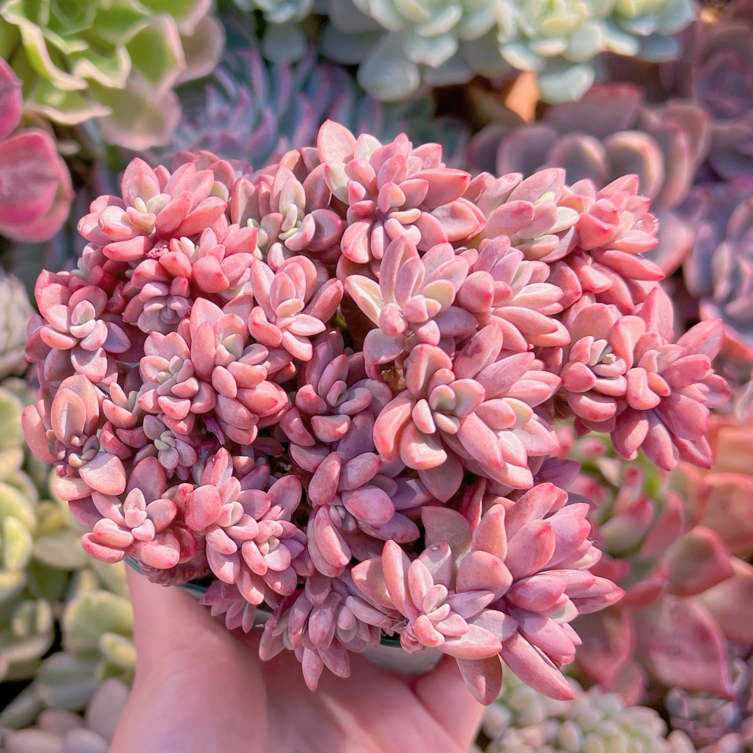 現品　レズリー#1124　群生　るる農園