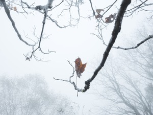 【Kyubi展示品】・Hanging  木工パネル