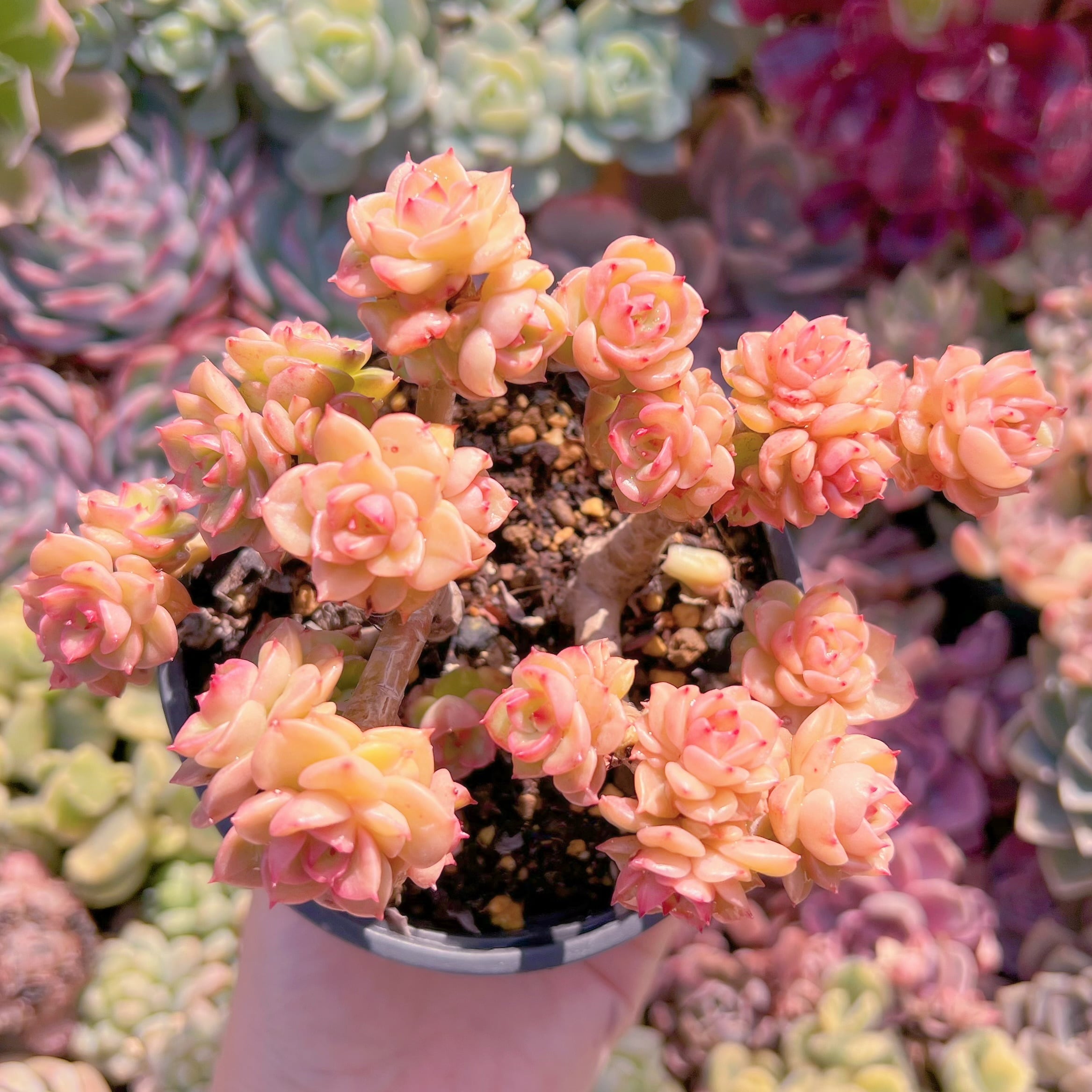 現品　ヌダ#564  群生　古株　るる農園