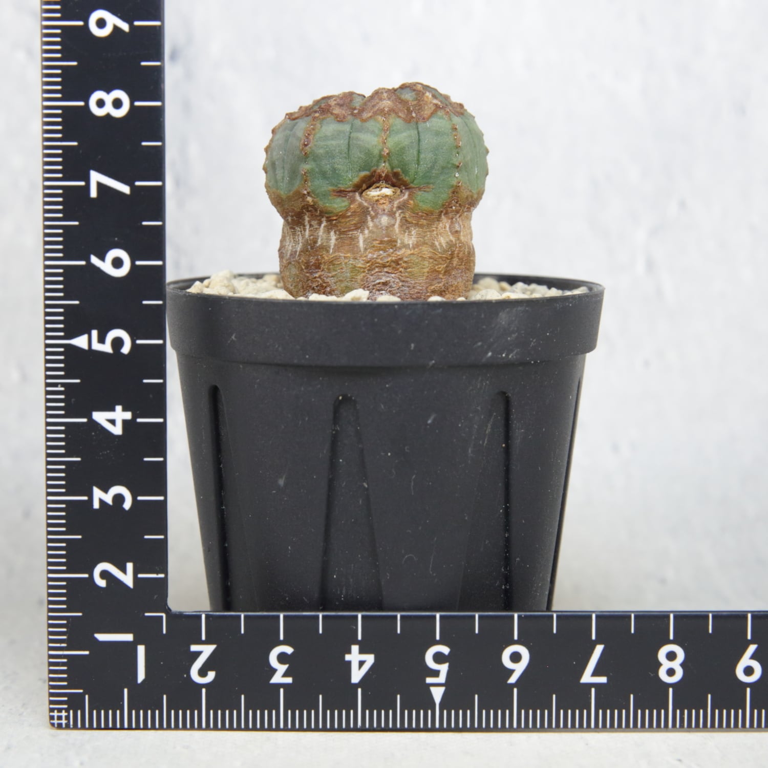 超厳選株】木質化 超マイクロ オベサ / ユーフォルビア | LIGHTHOUSE