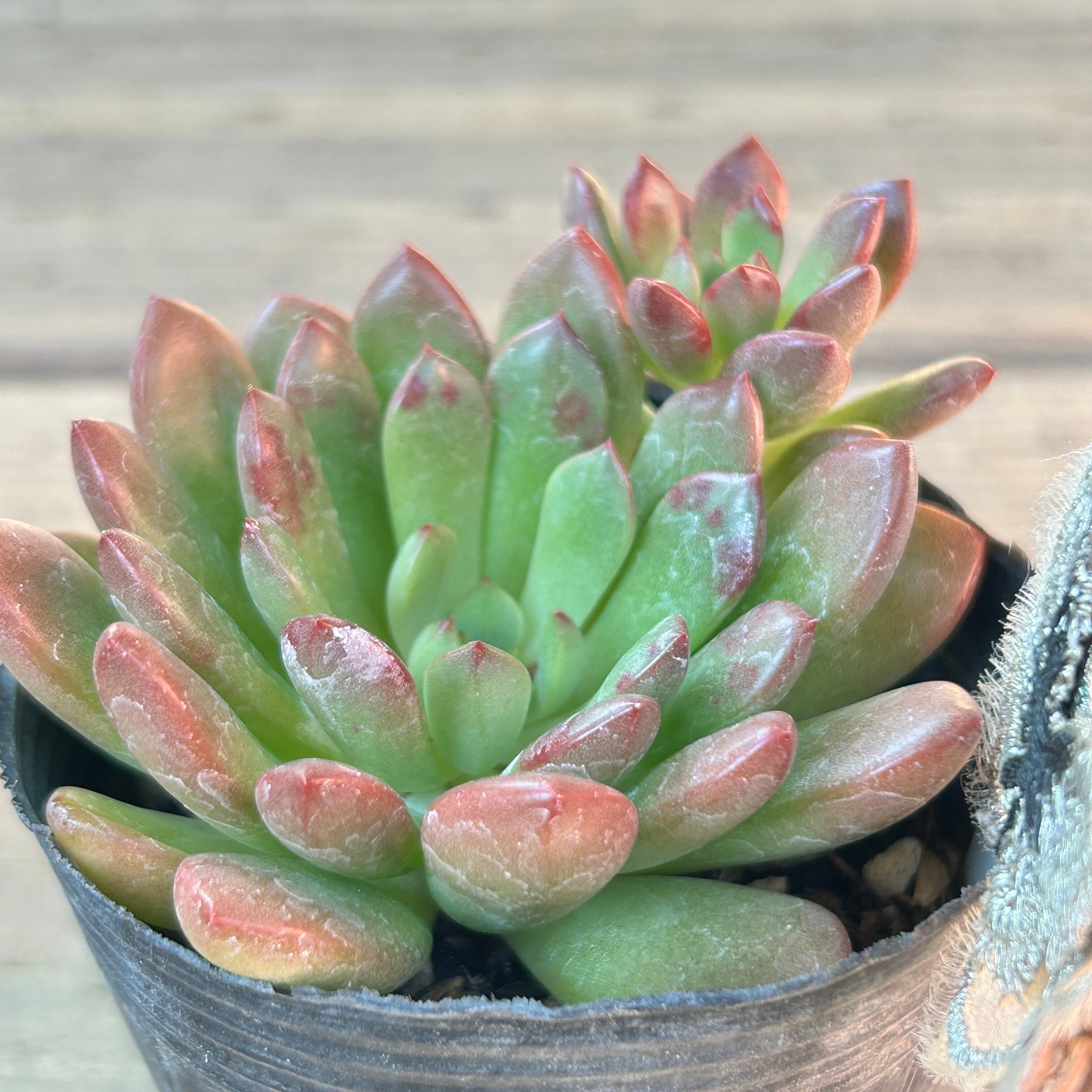 ピンクルルビー | RuPo 多肉植物専門店