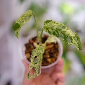 Monstera adansonii Mottled / モンステラ アダンソニー ミント㉘ / 観葉植物