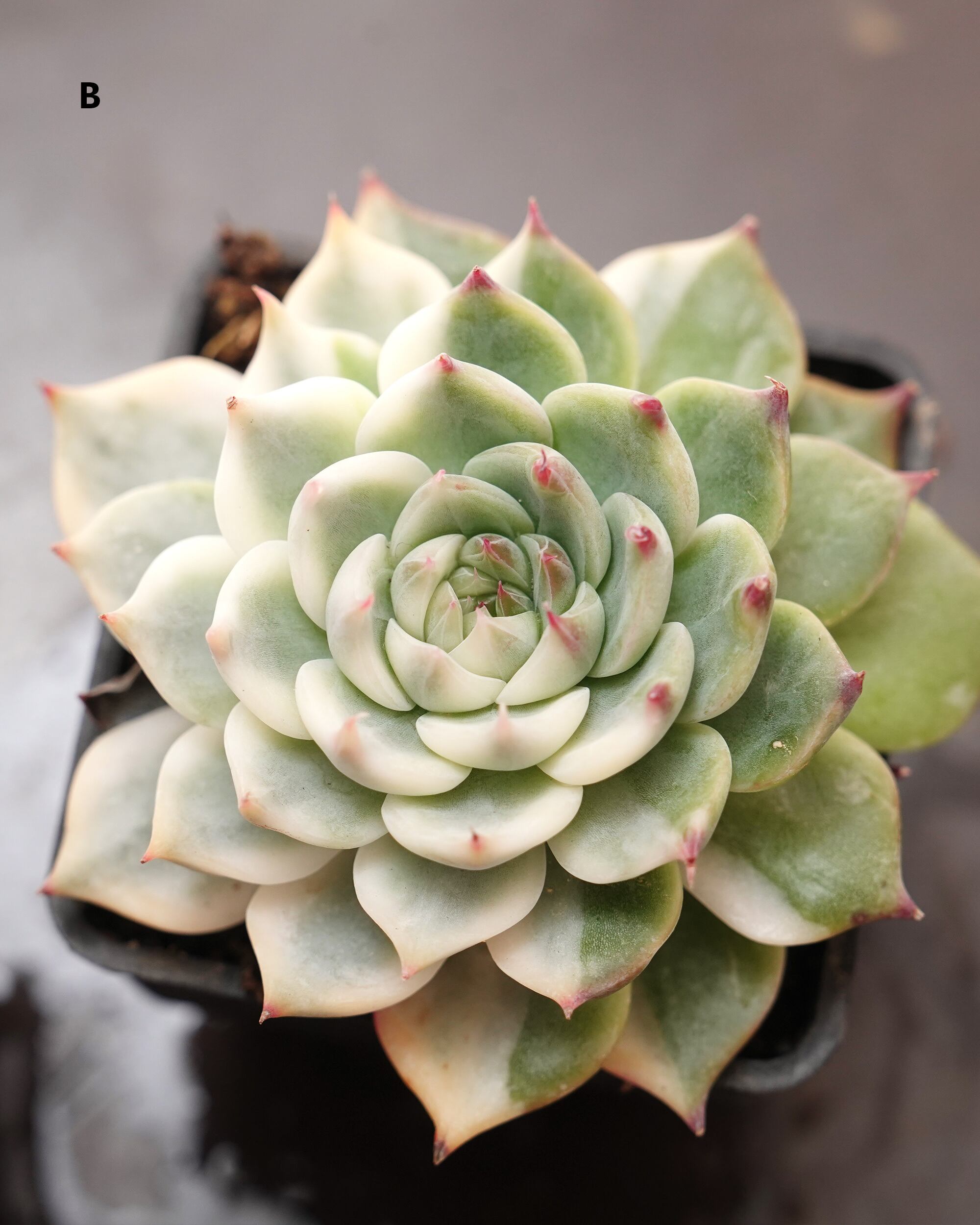 抜き苗 チワワエンシス錦 陰陽 良斑選抜 Echeveria chihuahuaensis
