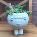 多肉植物　ドレッドヒツジさん