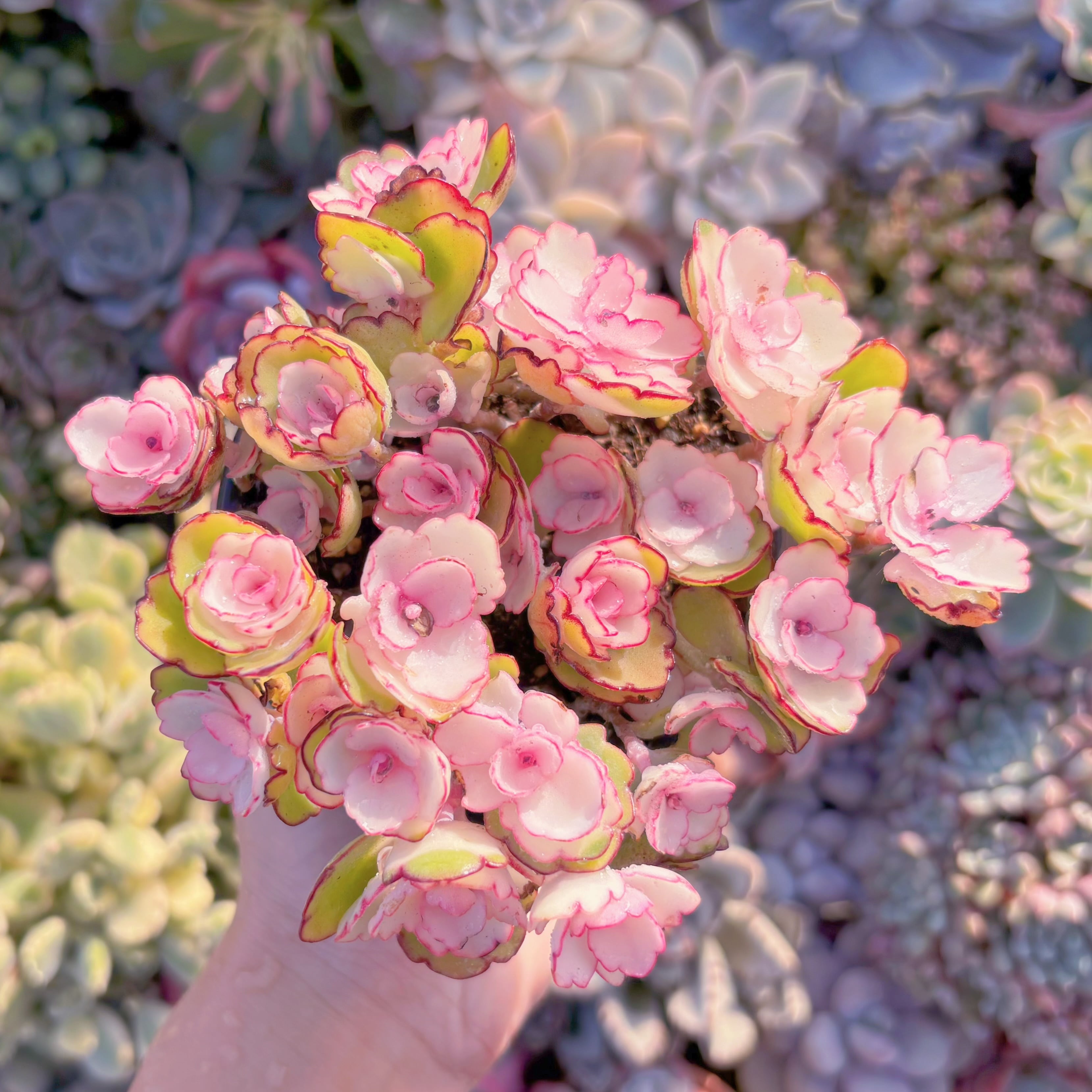 現品　牡丹錦#M144　新入荷　るる農園