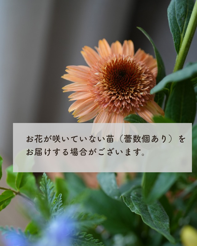 花期長くと花持ち良い　エキナセア　スプリームカンタロープ 　4.5号