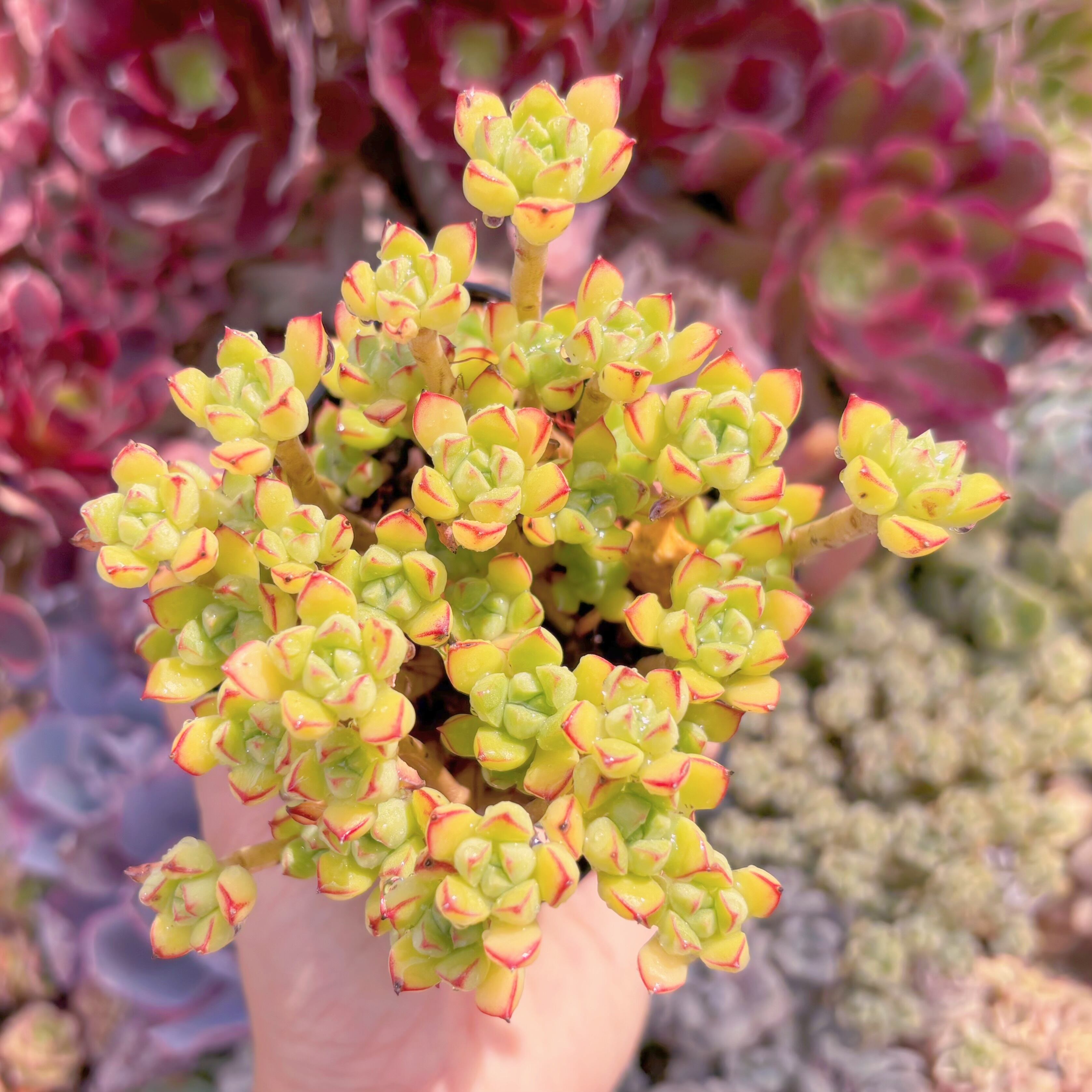 現品　Supia#C17　るる農園