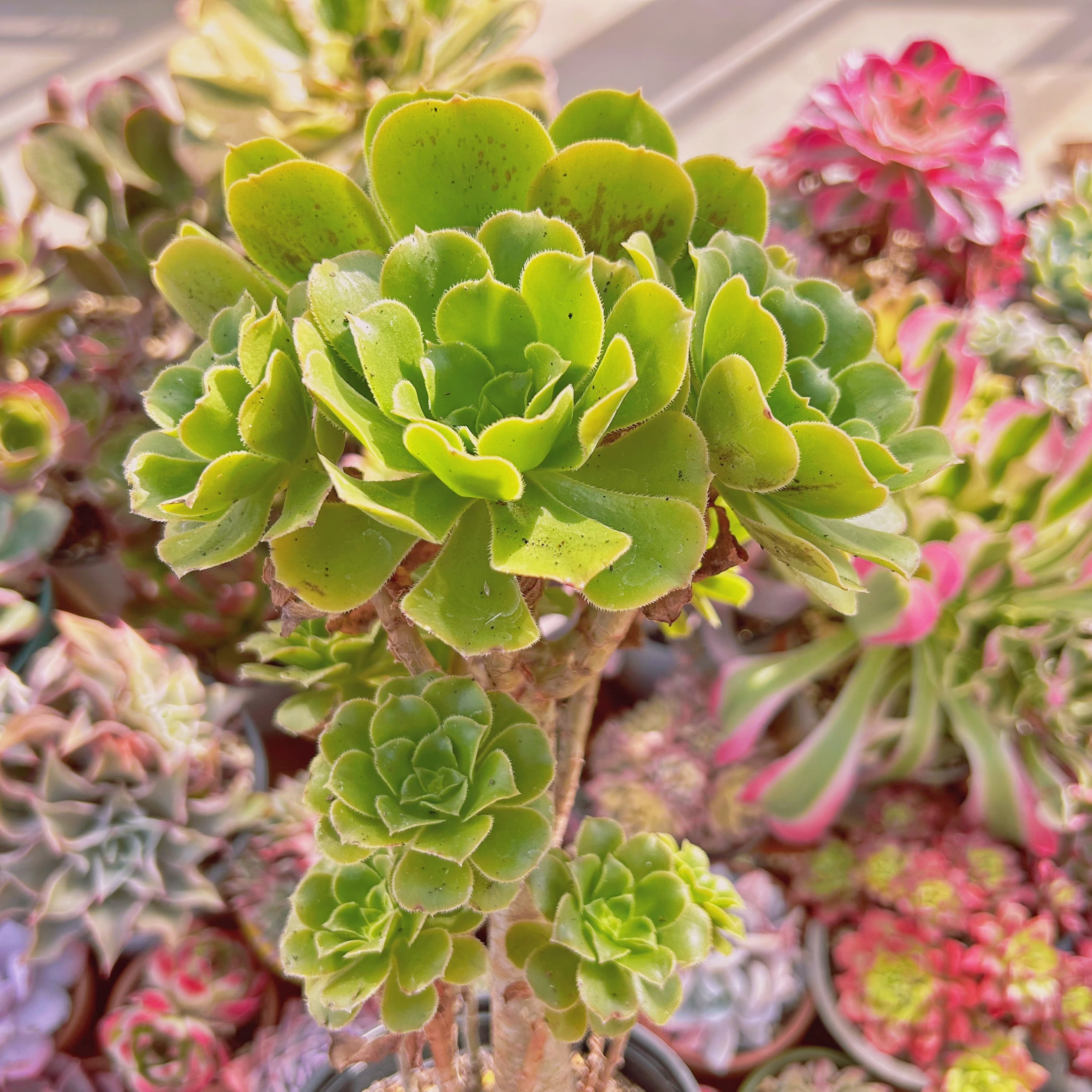 現物 多肉植物 グリーンカシミヤ 特大 抜き苗 | るる農園~多肉植物専門