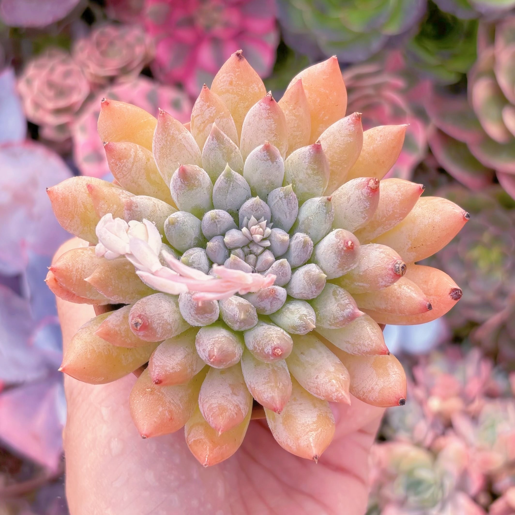 現品　宵桃（よいもも）#888　在庫僅少　るる農園