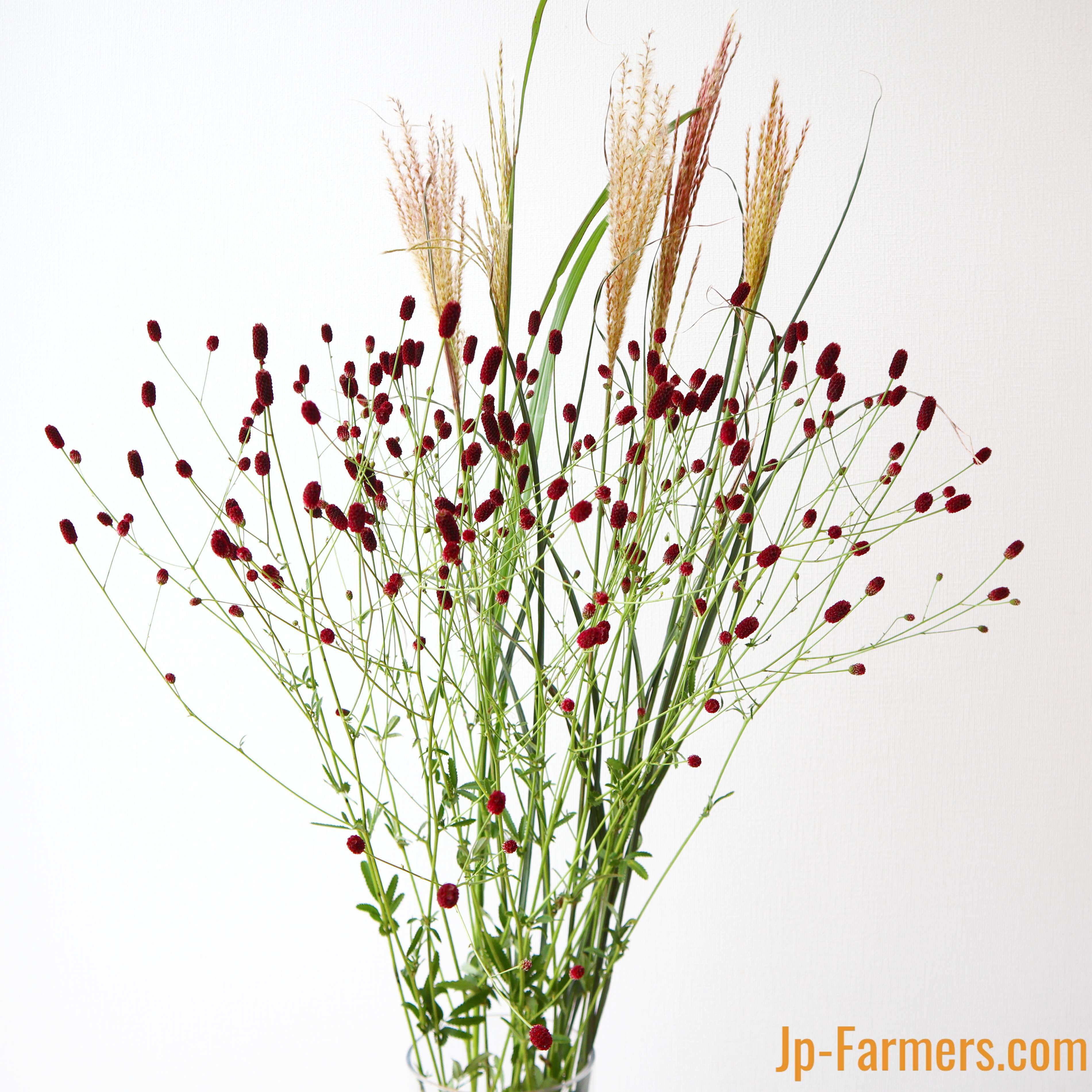 花農家直送！！クルクマ❀ご予約専用ページ❀商品説明必読！！です！！❀ 花農家直送！！クルクマ❀ご予約専用ページ❀商品説明必読