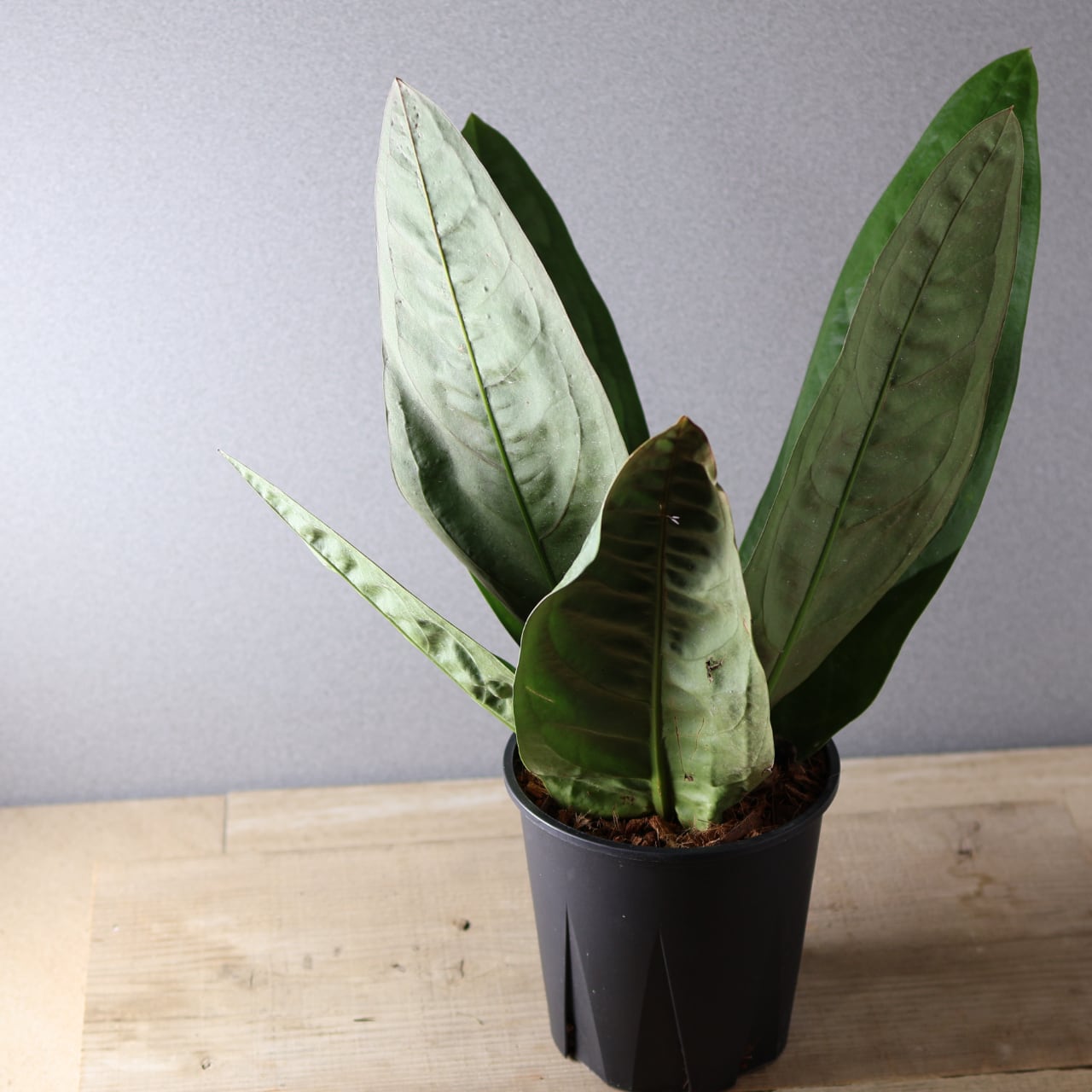 424 圧倒的存在感『アンスリウム スーパーバム ジャイアント』観葉植物