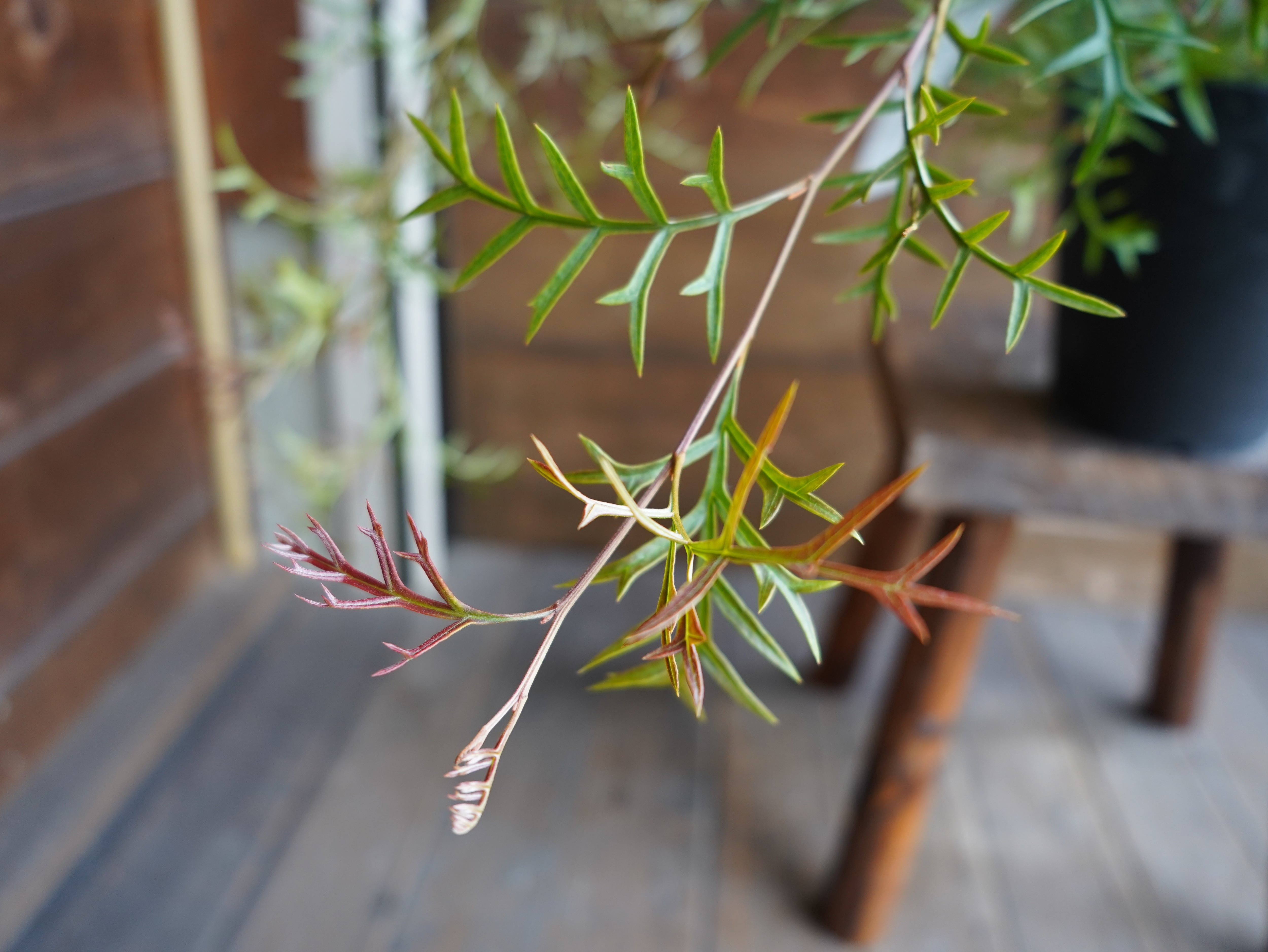 【現物】グレビレア ”ブロンズランバー” C