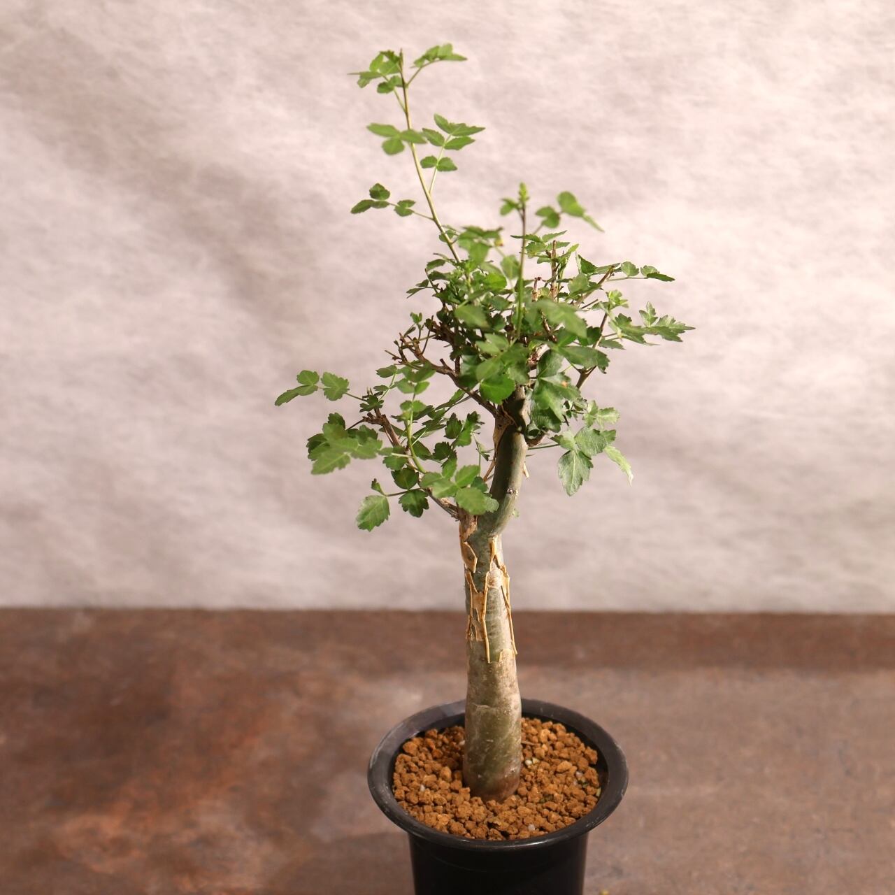 313 剥ける樹皮が魅せる『ブルセラ ファガロイデス Bursera fagaroides